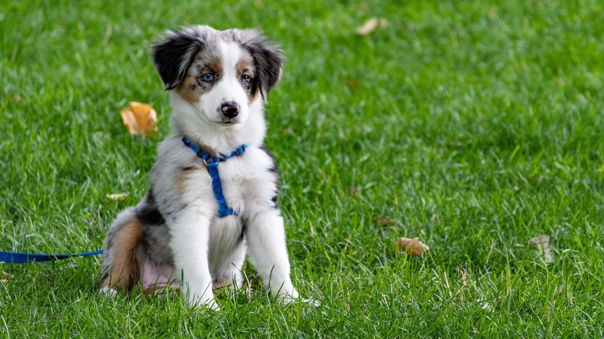 How to Make a Dog Poop Quickly