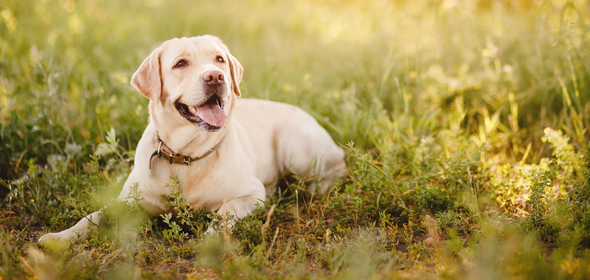 dog resting in a field