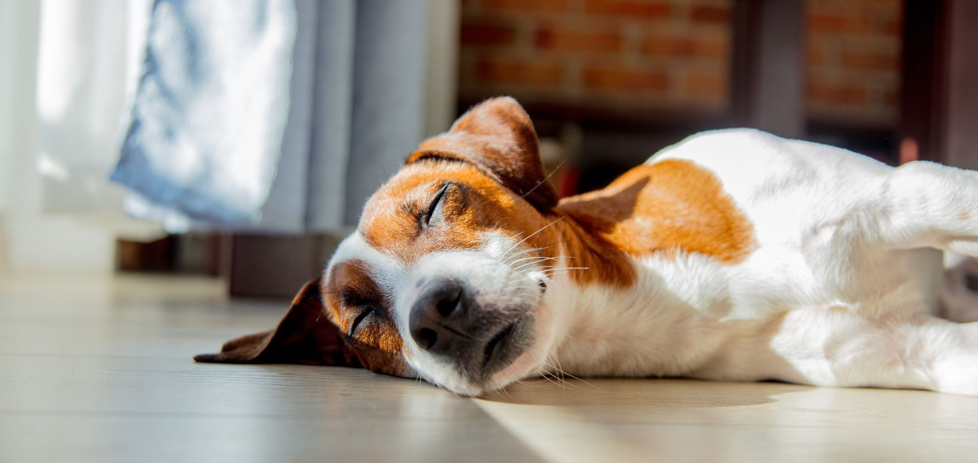 a dog is taking a snooze on the floor