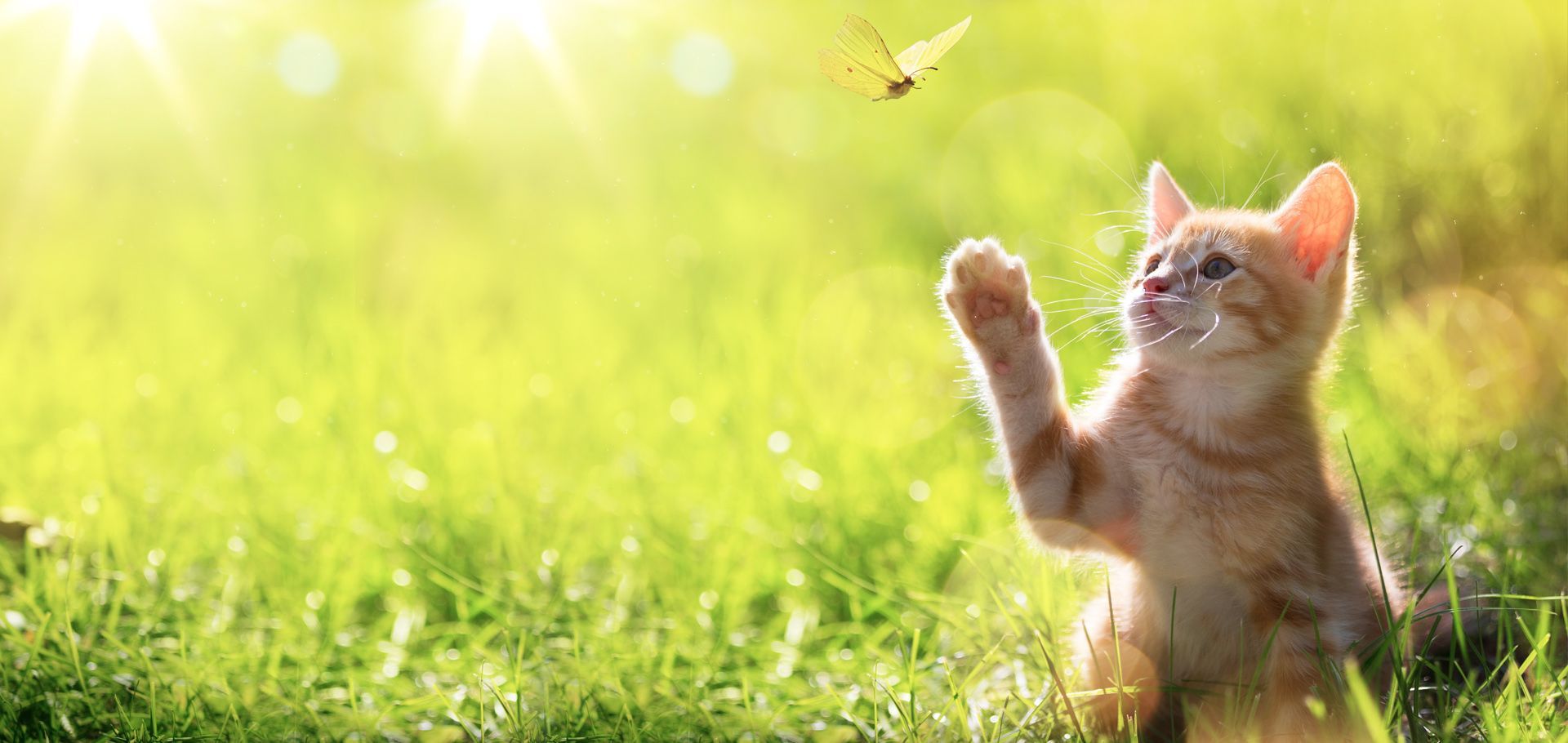 a kitten in a field swatting at a butterfly