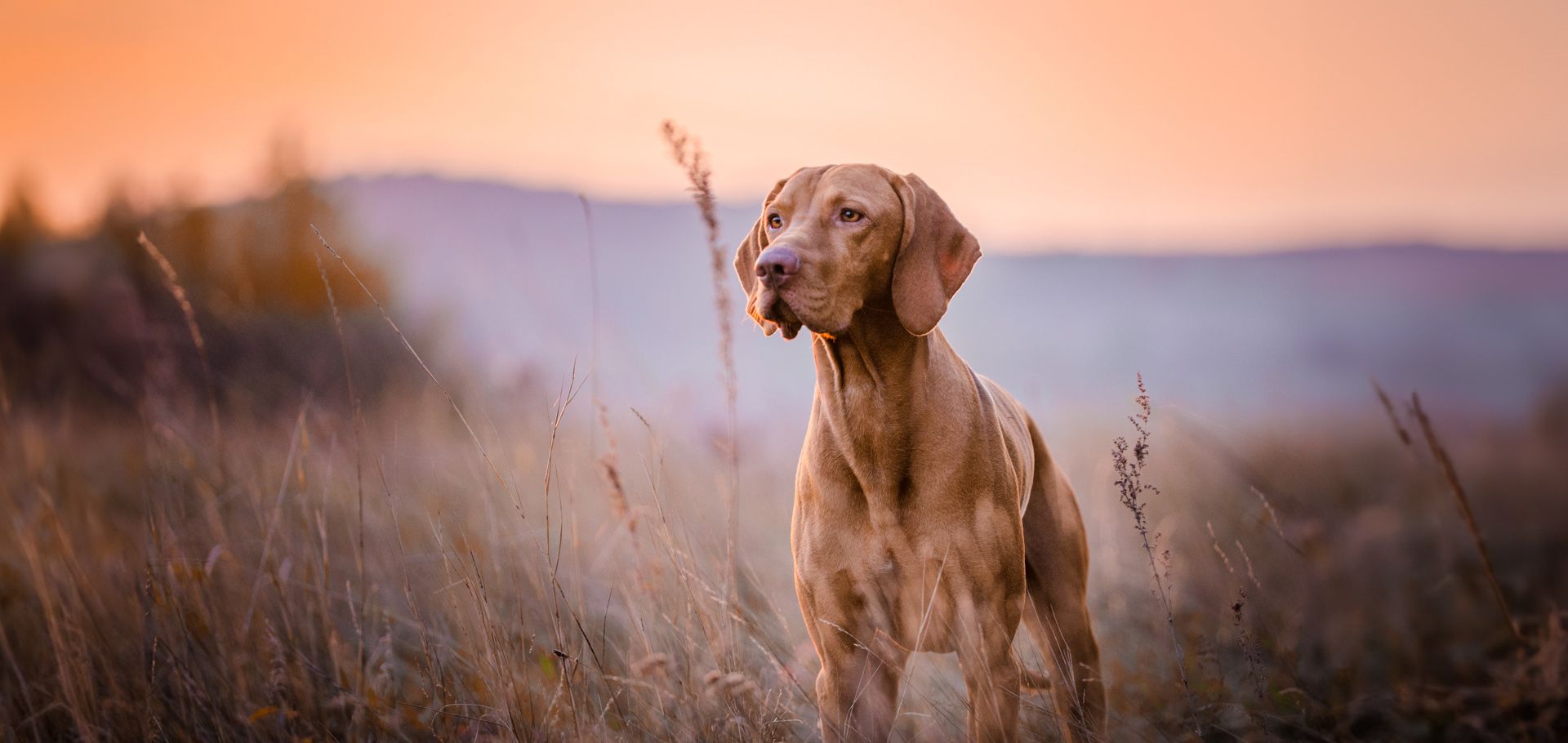 a dog is outdoors in nature