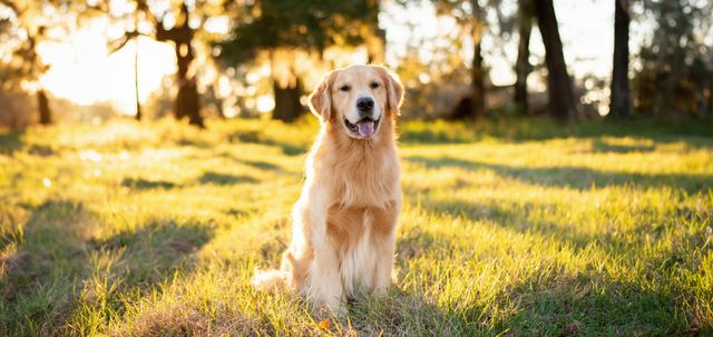 how often should you give a dog a bath in the winter