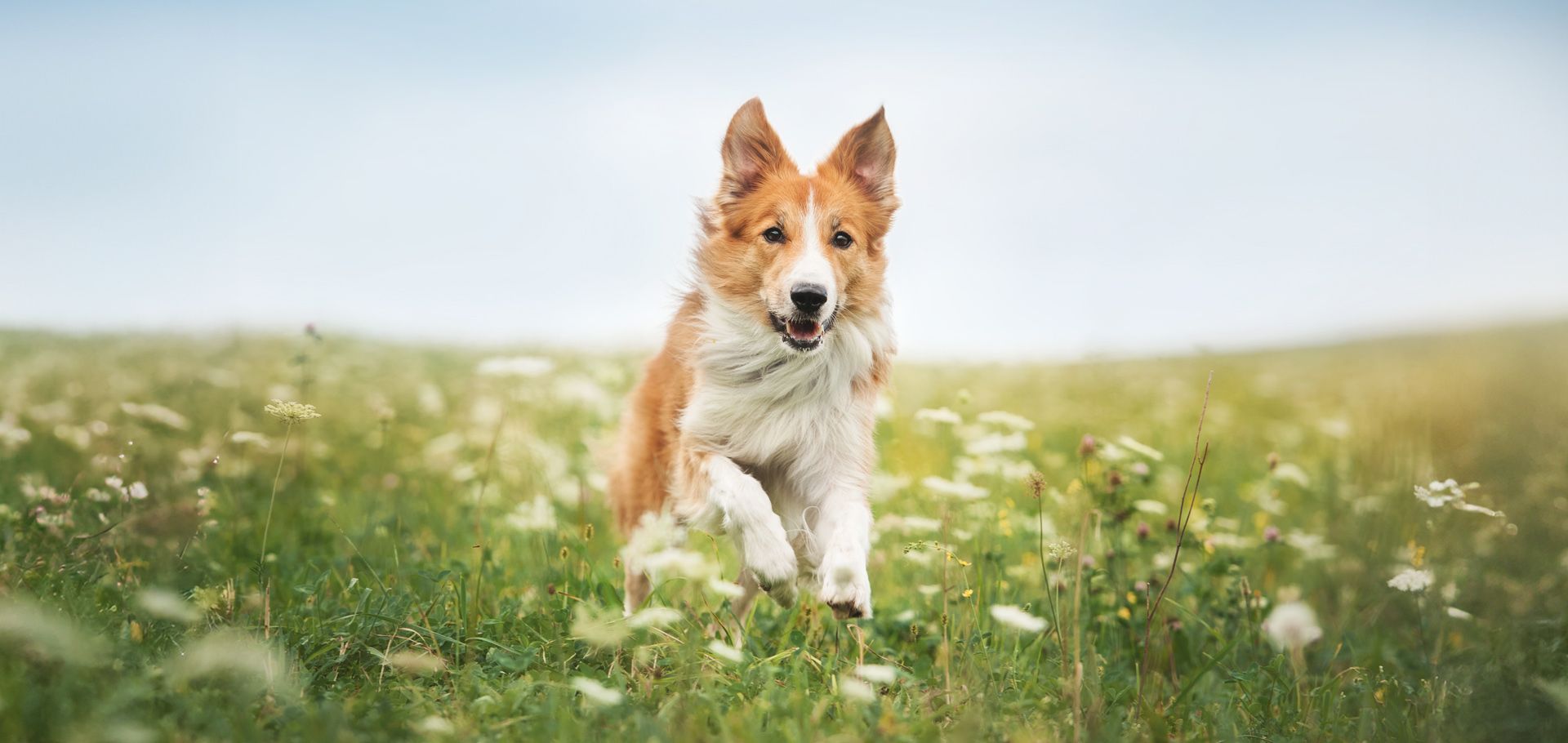 a dog runs through a field of flowers