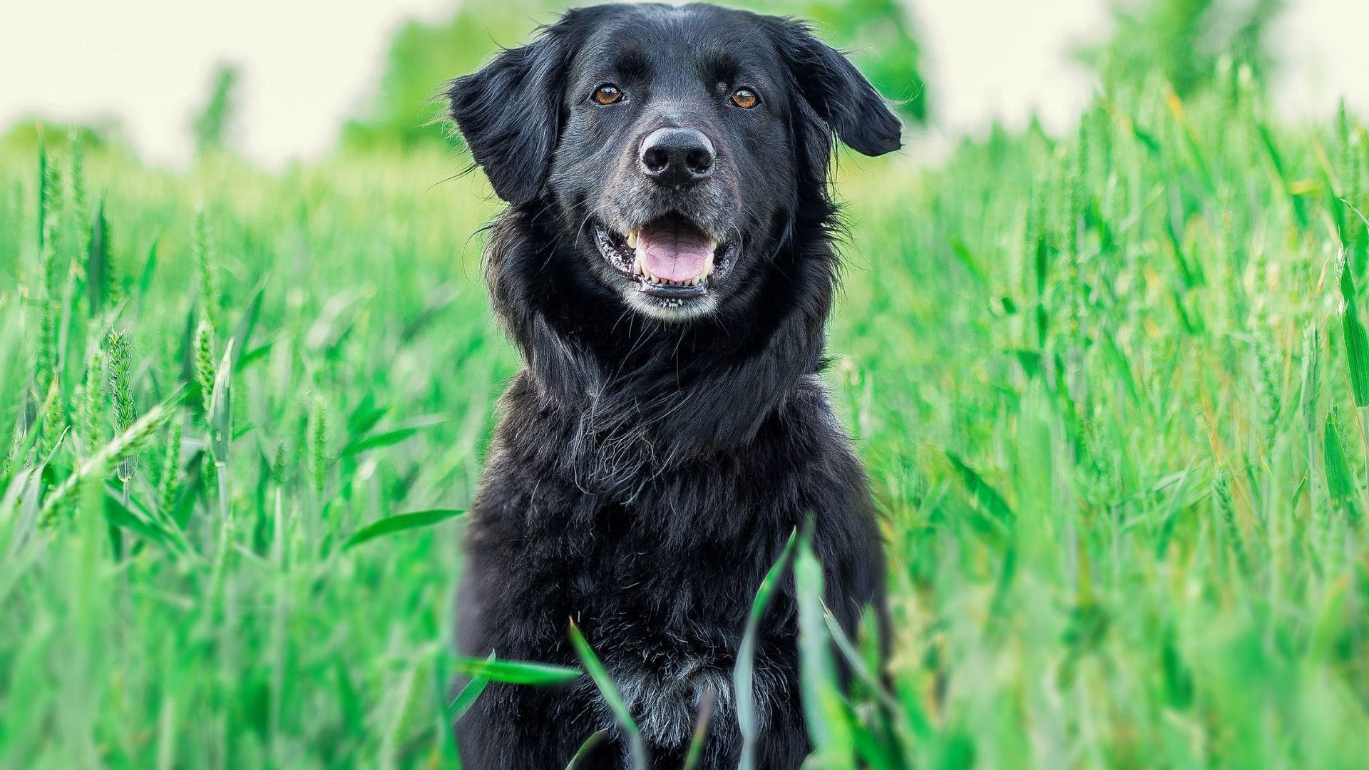 Homemade Itch Relief for Dogs