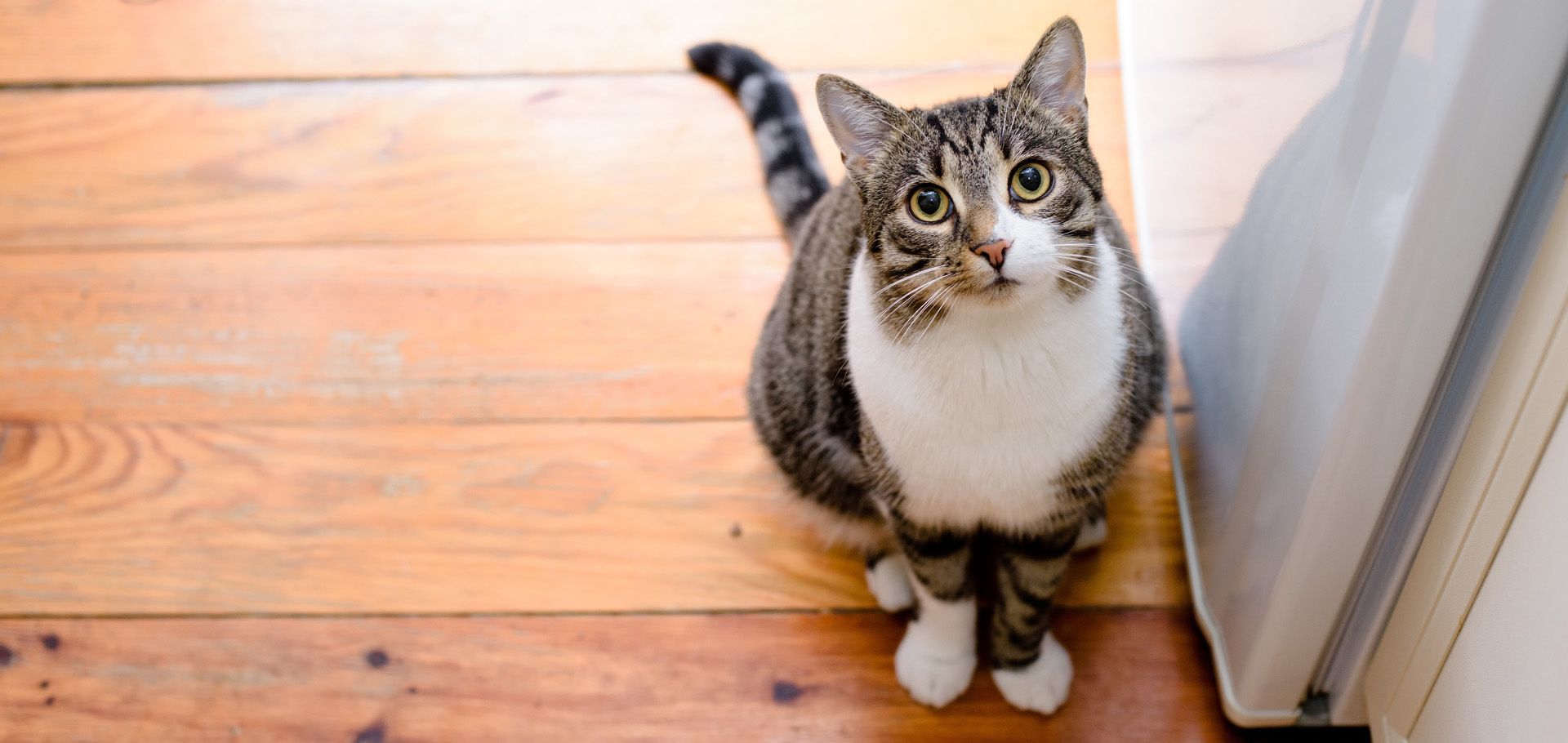 cat on a wood floor is looking up at you