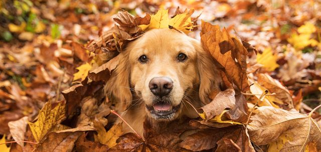 What does it mean when a best sale dog's nose is dry