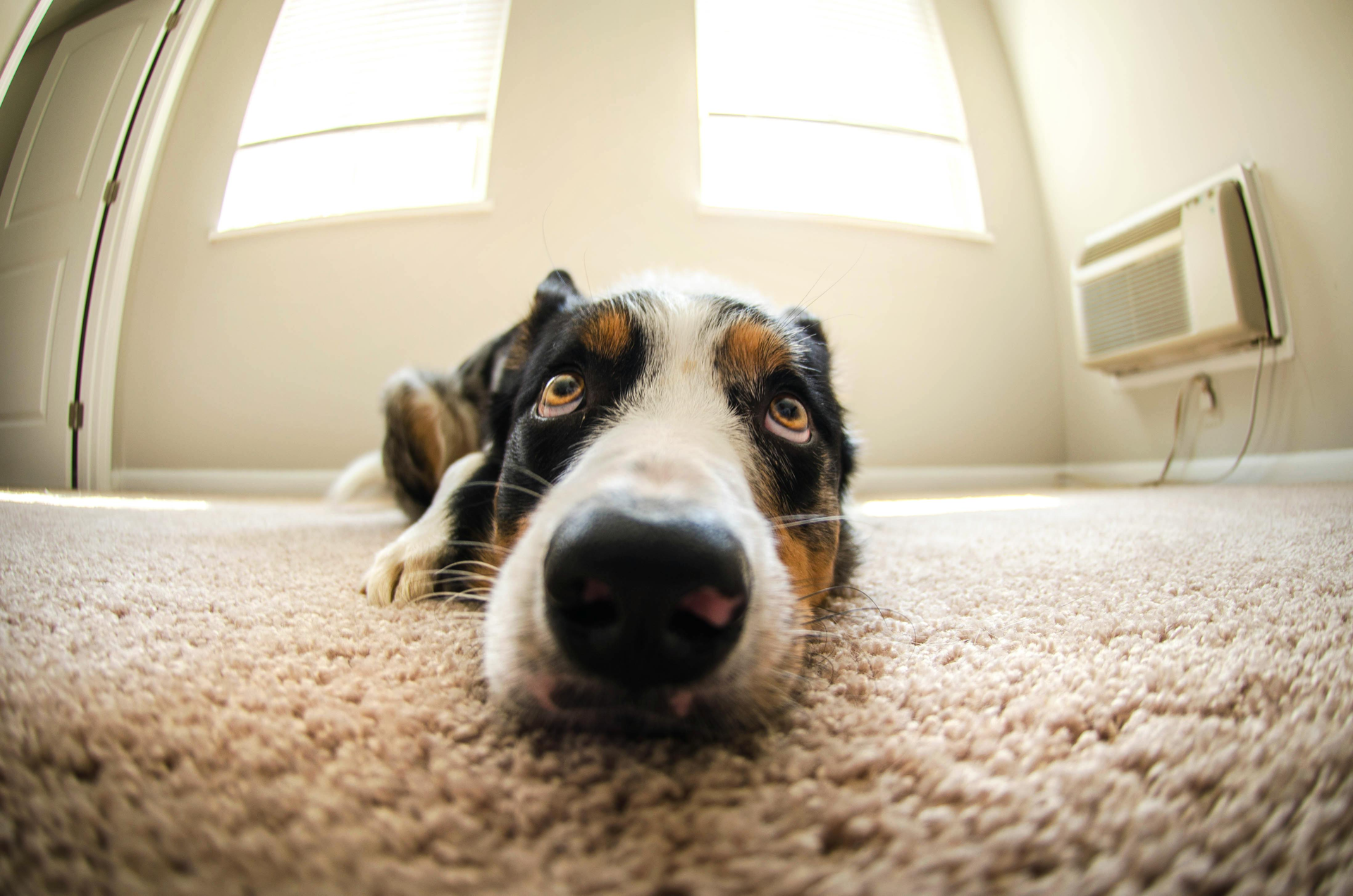 Dog lying on a carpet, looking at the camera in a bright room with windows and an air conditioner.