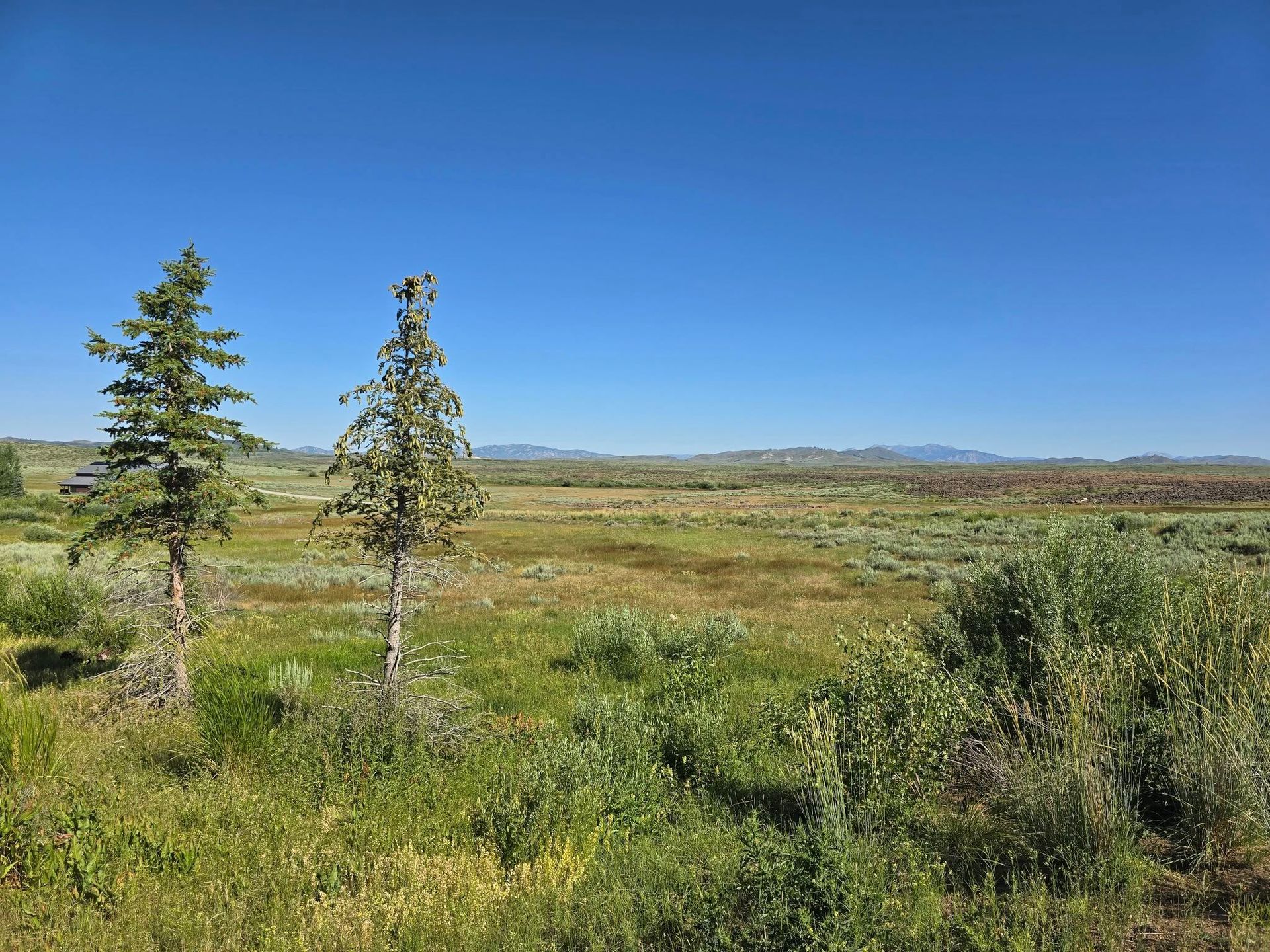 Two young evergreens stand in a meadow under a bright blue sky.