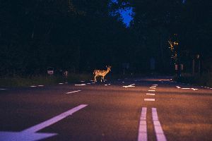 Deer In The Middle Of The Road — Clarksville, AR — Phil Taylor Insurance Agency, Inc.