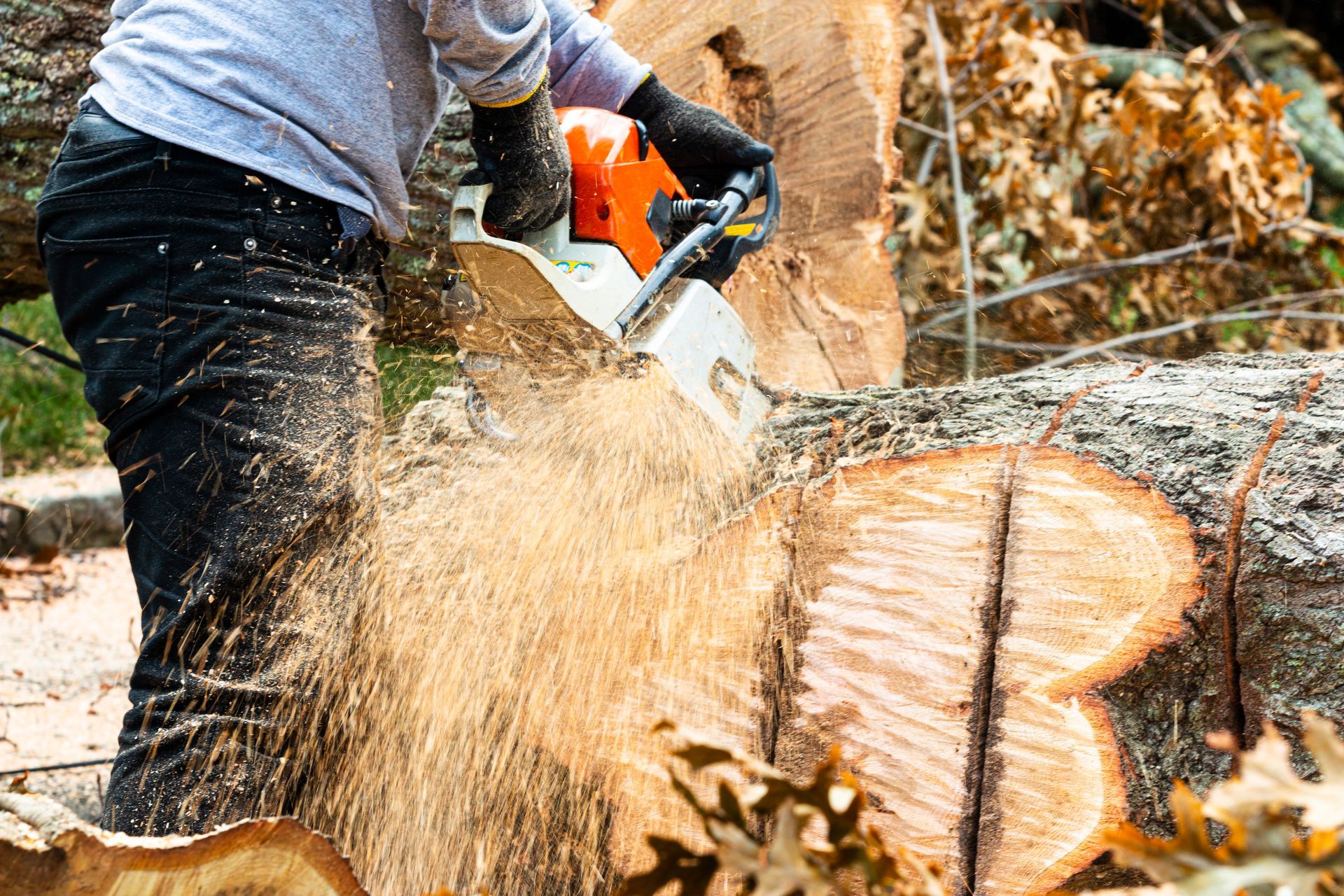 A man is cutting a tree with a chainsaw.