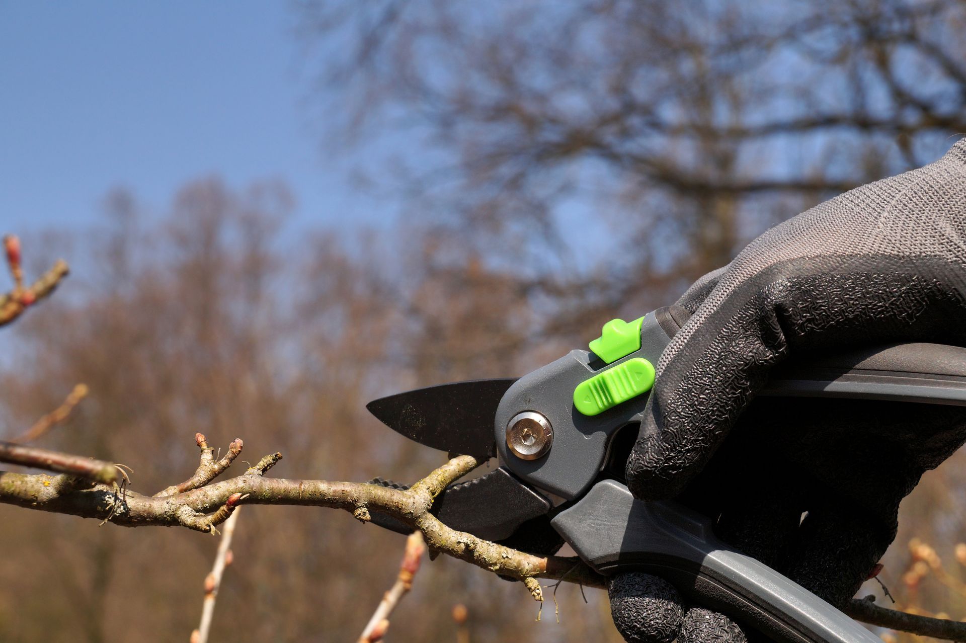 A person is cutting a tree branch with a pair of scissors.