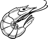 Shrimp, drawn in black and white, curled body with long antennae.