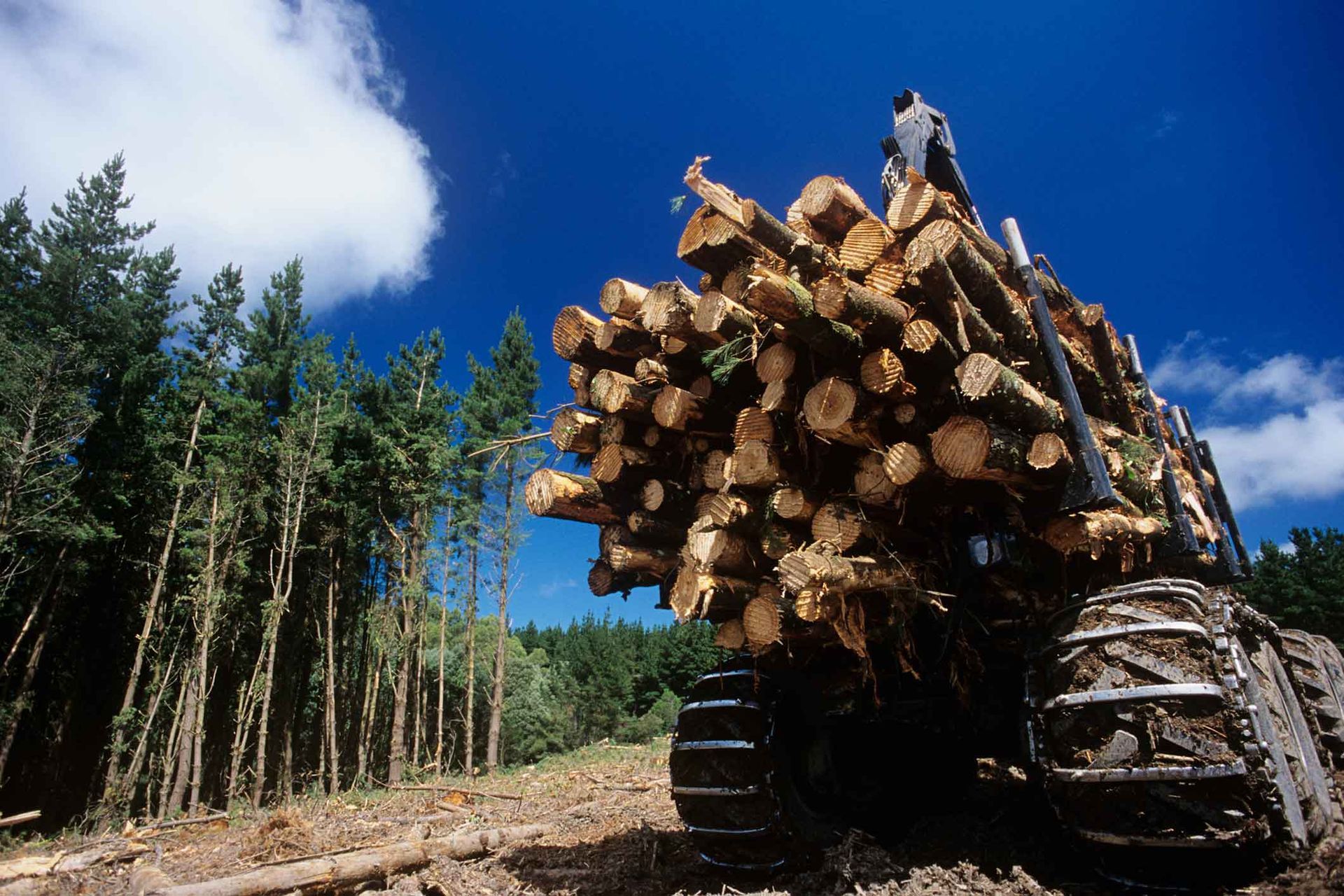 Logging truck loaded with logs in a forest under a blue sky.