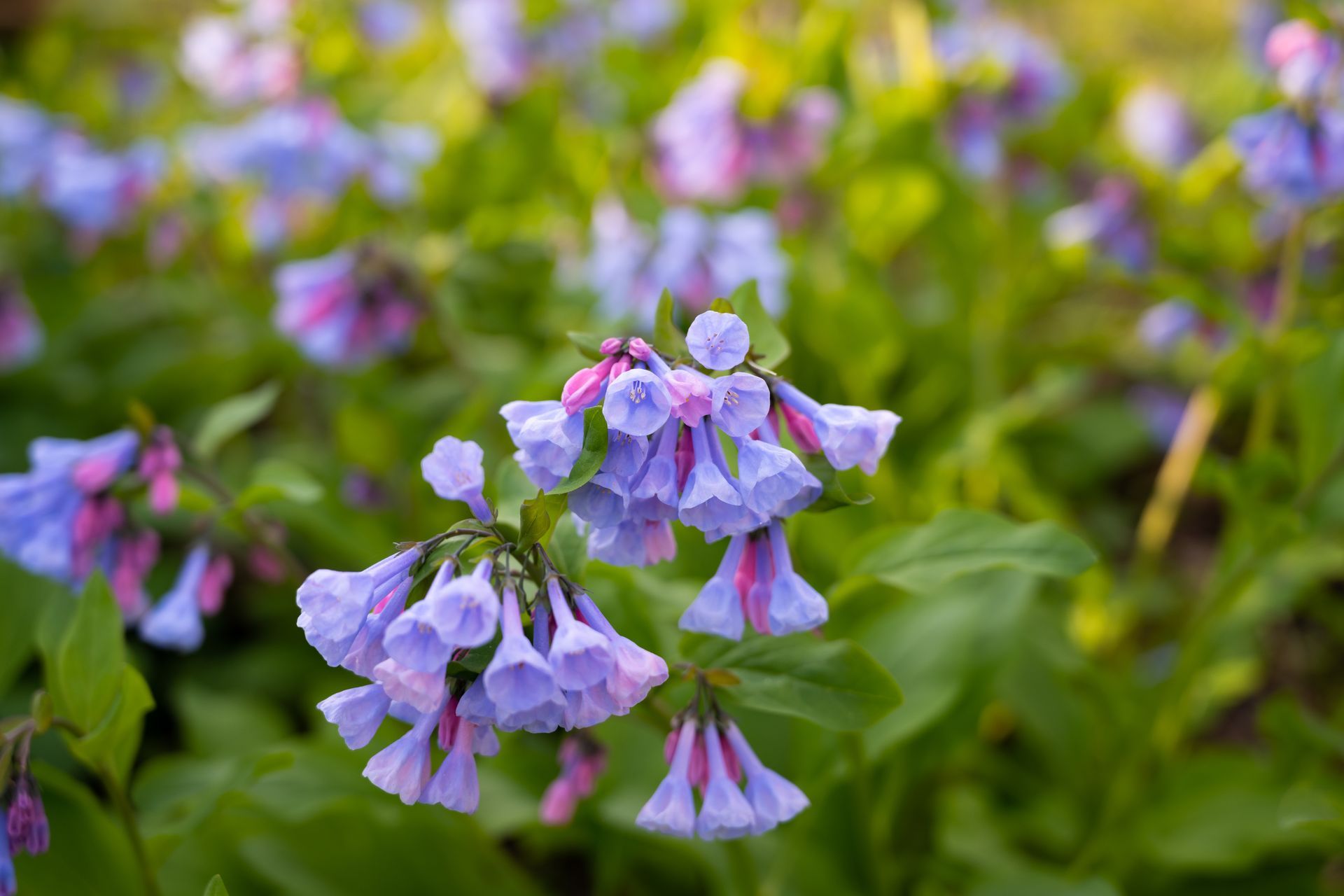 Clusters of light blue Virginia bluebells with pink accents, surrounded by green foliage.