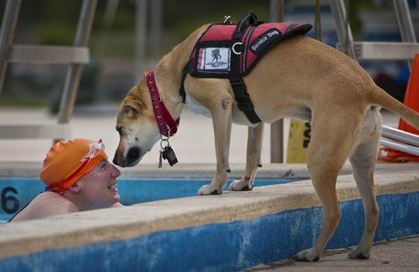A service dog is sniffing a man in a swimming pool.
