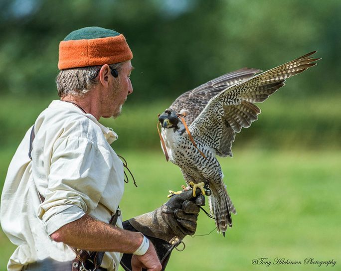 Raptorcare Falconry