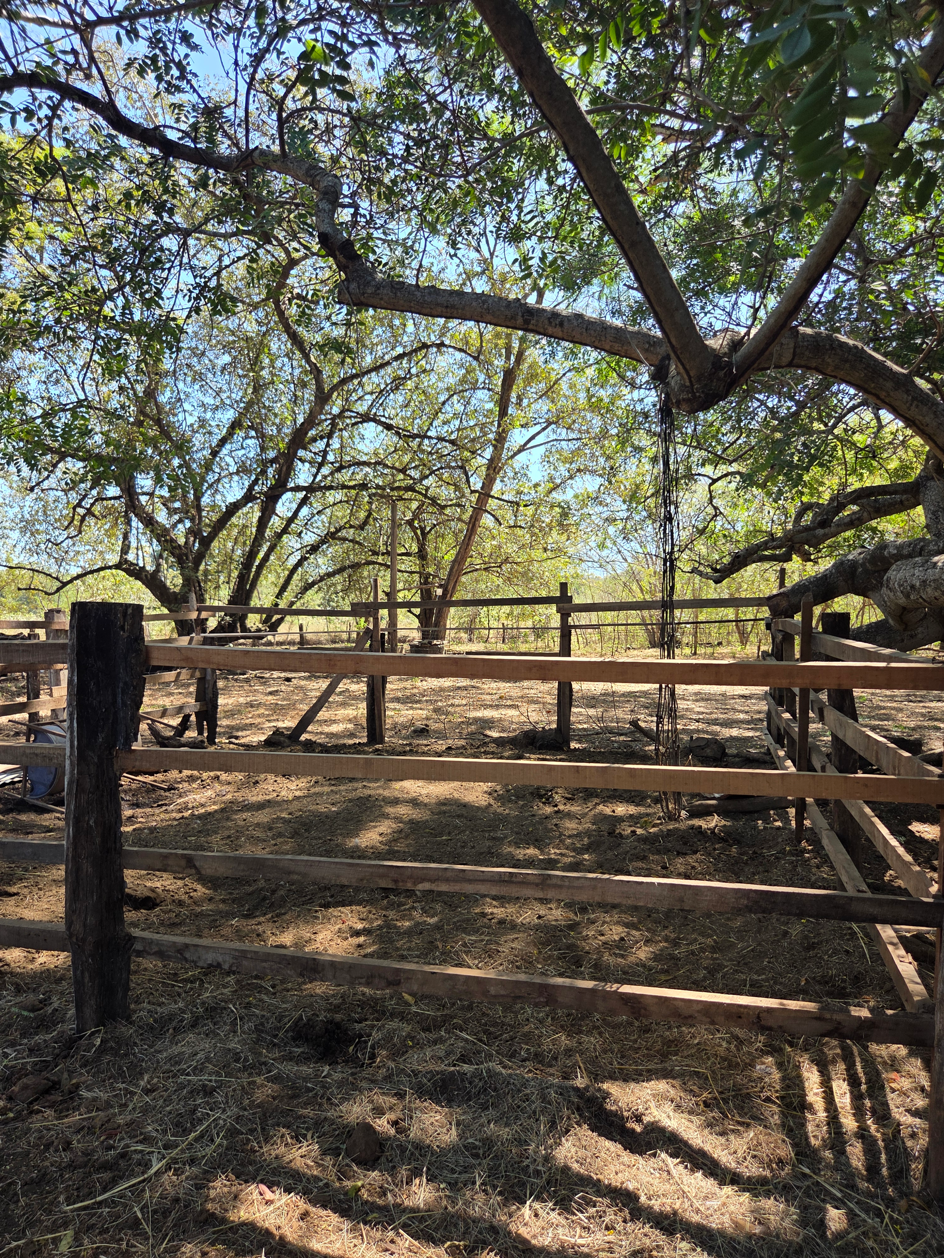 Wooden fence enclosure under trees in a rural setting on a sunny day.