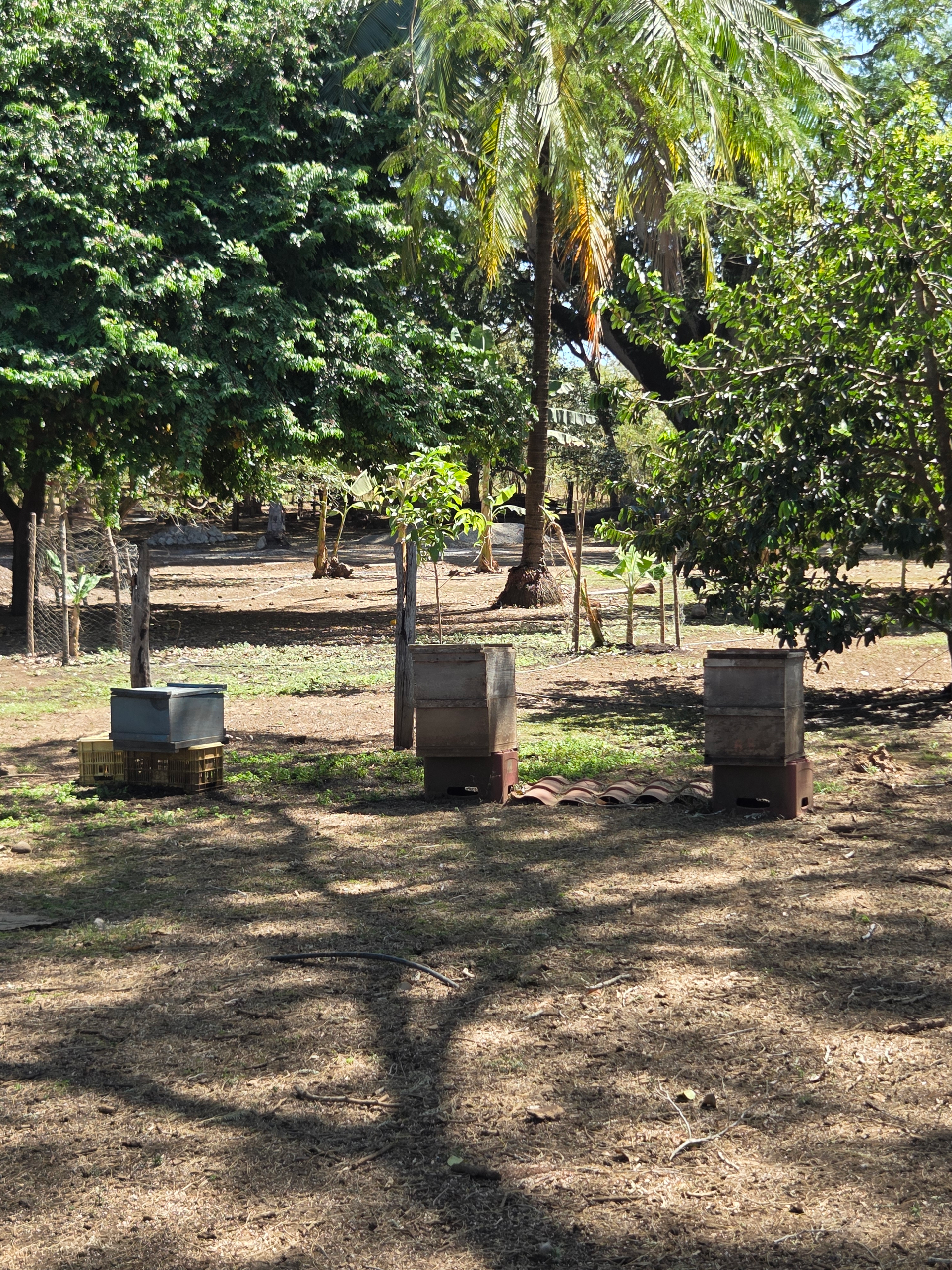 Three beehives in a sunny outdoor setting with trees and shadows.