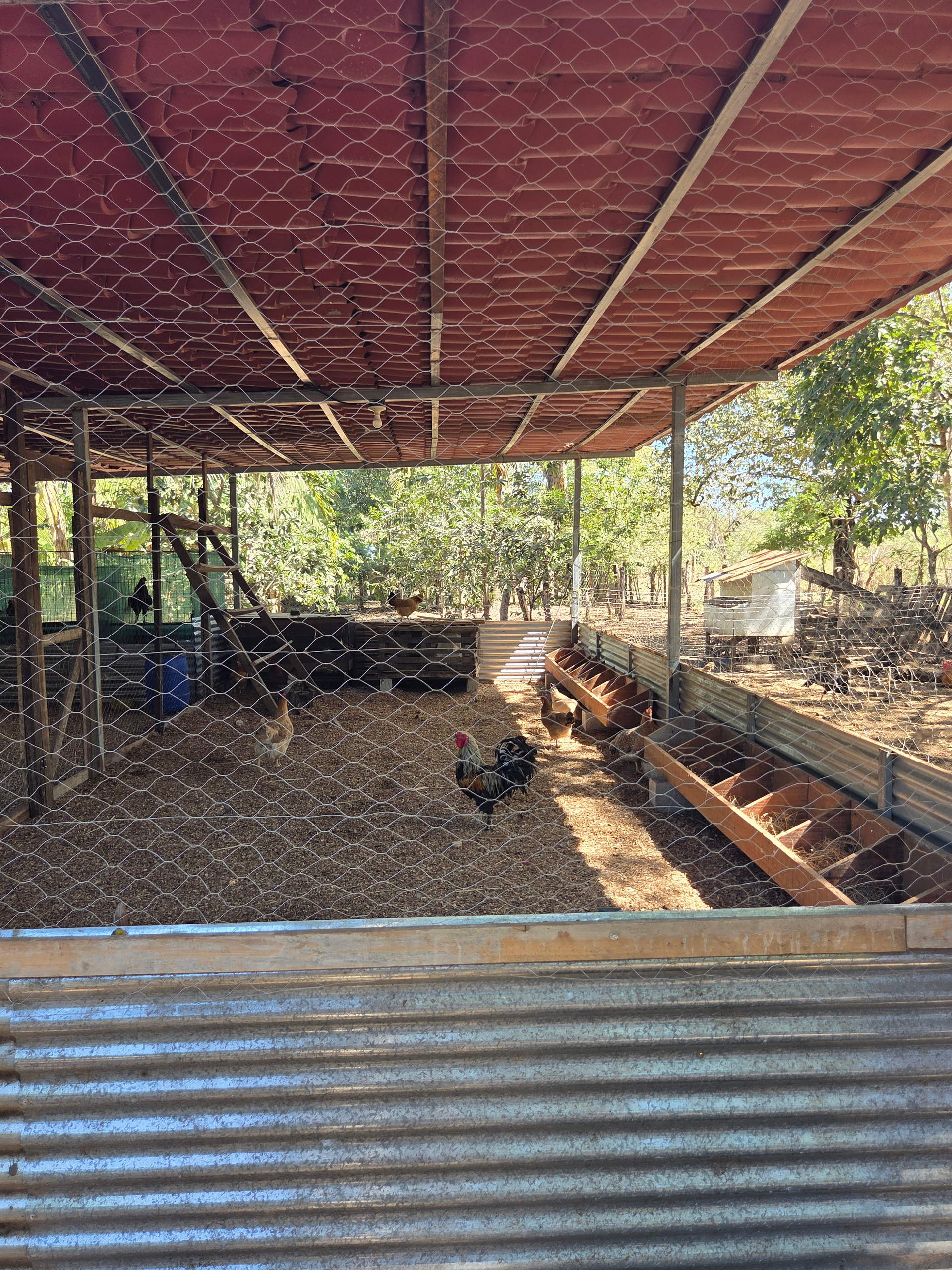 Chicken coop: Chickens inside, with a corrugated metal fence in foreground.