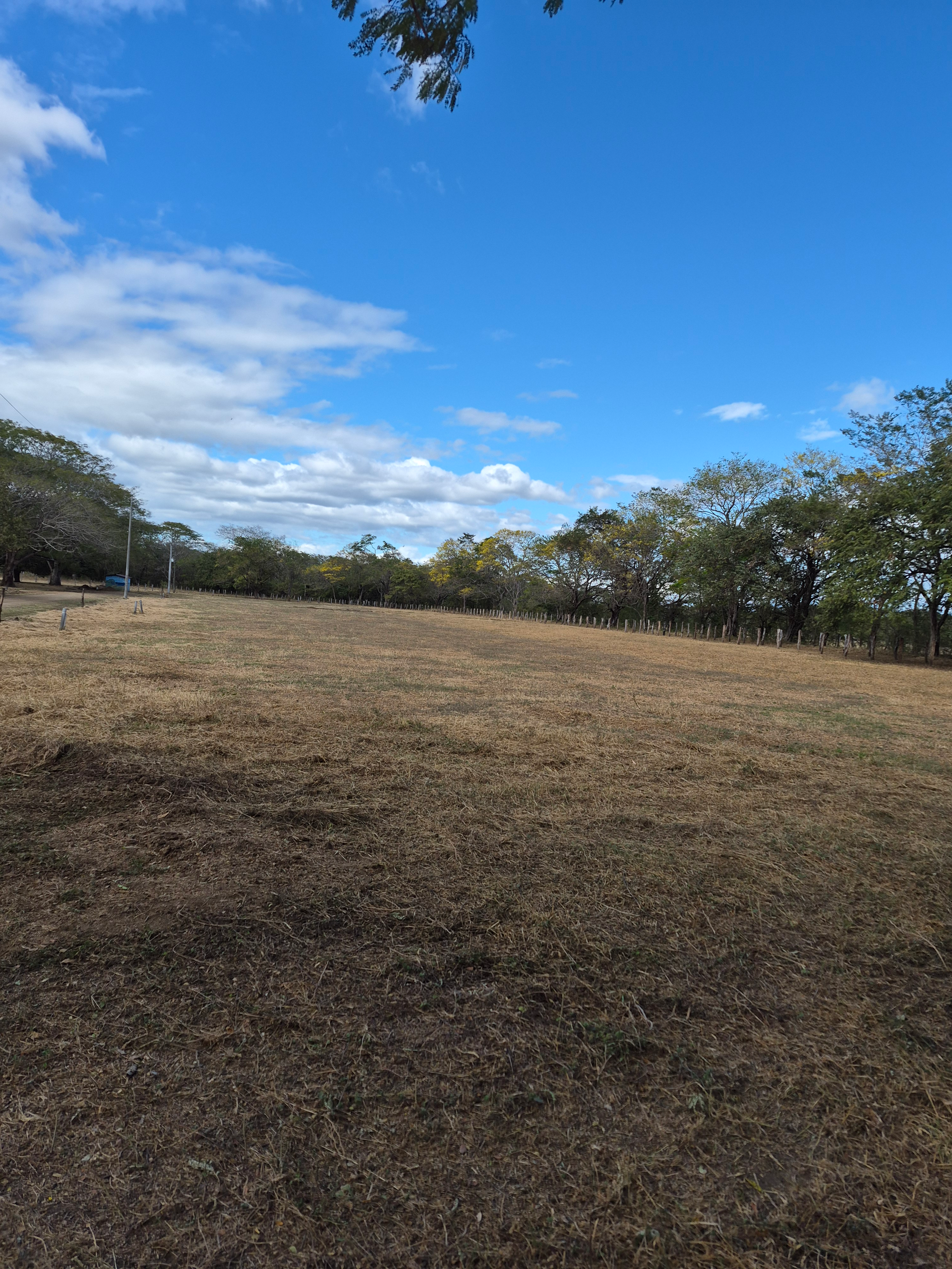 Brown field with trees under a blue sky with clouds.