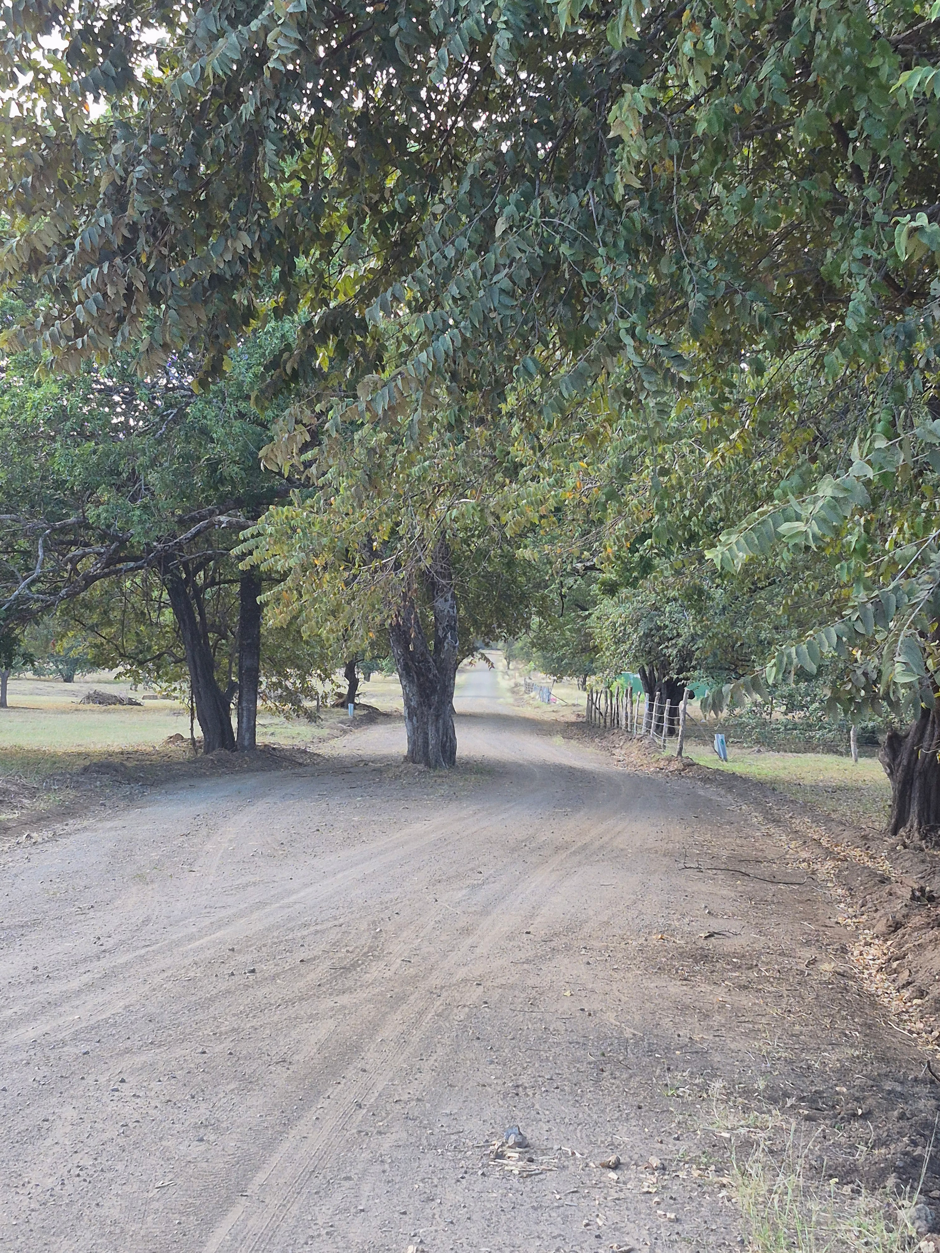 Dirt road through trees, dappled sunlight, leading towards a brighter area.