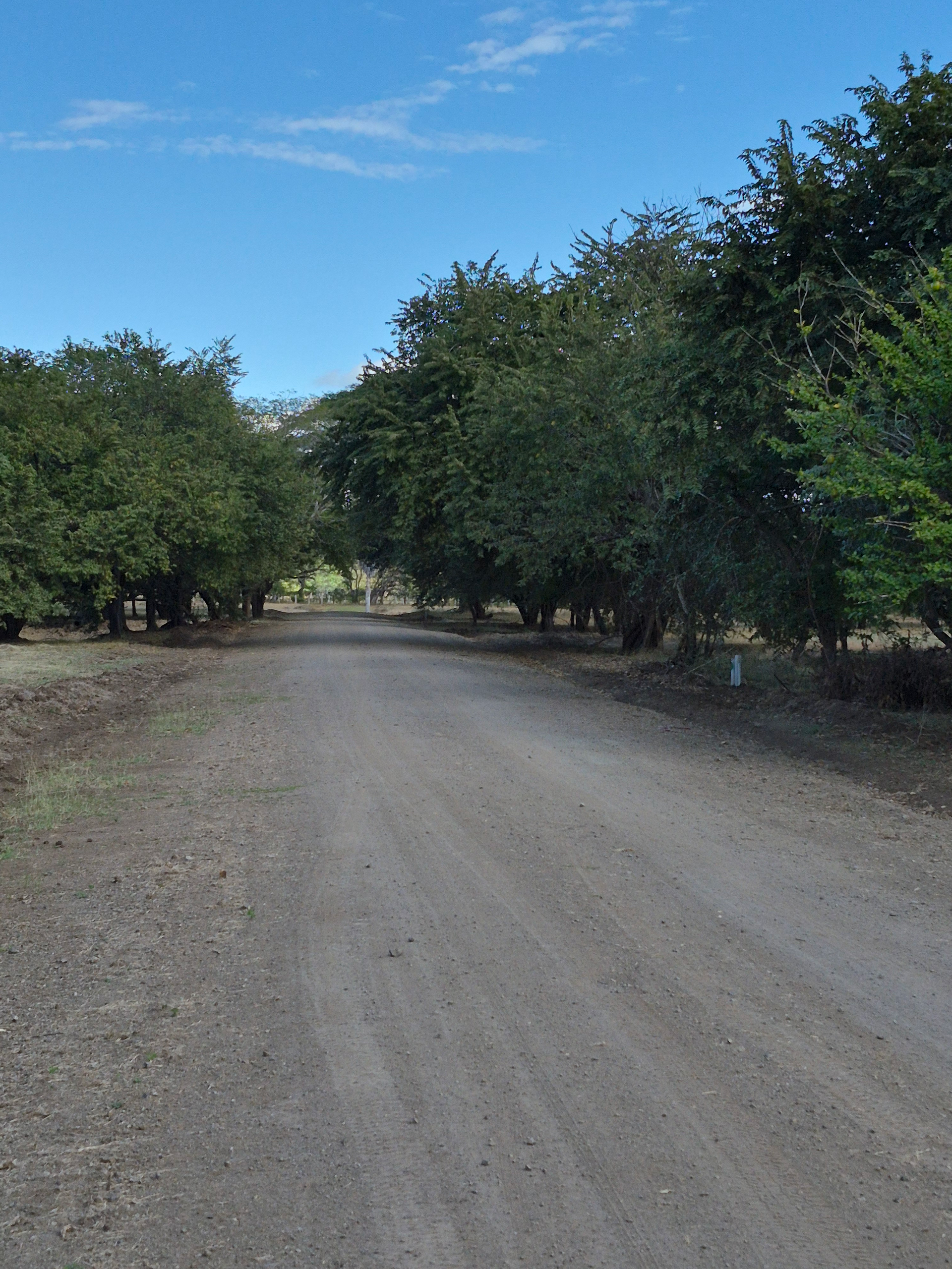 Gravel road lined with trees under a blue sky.