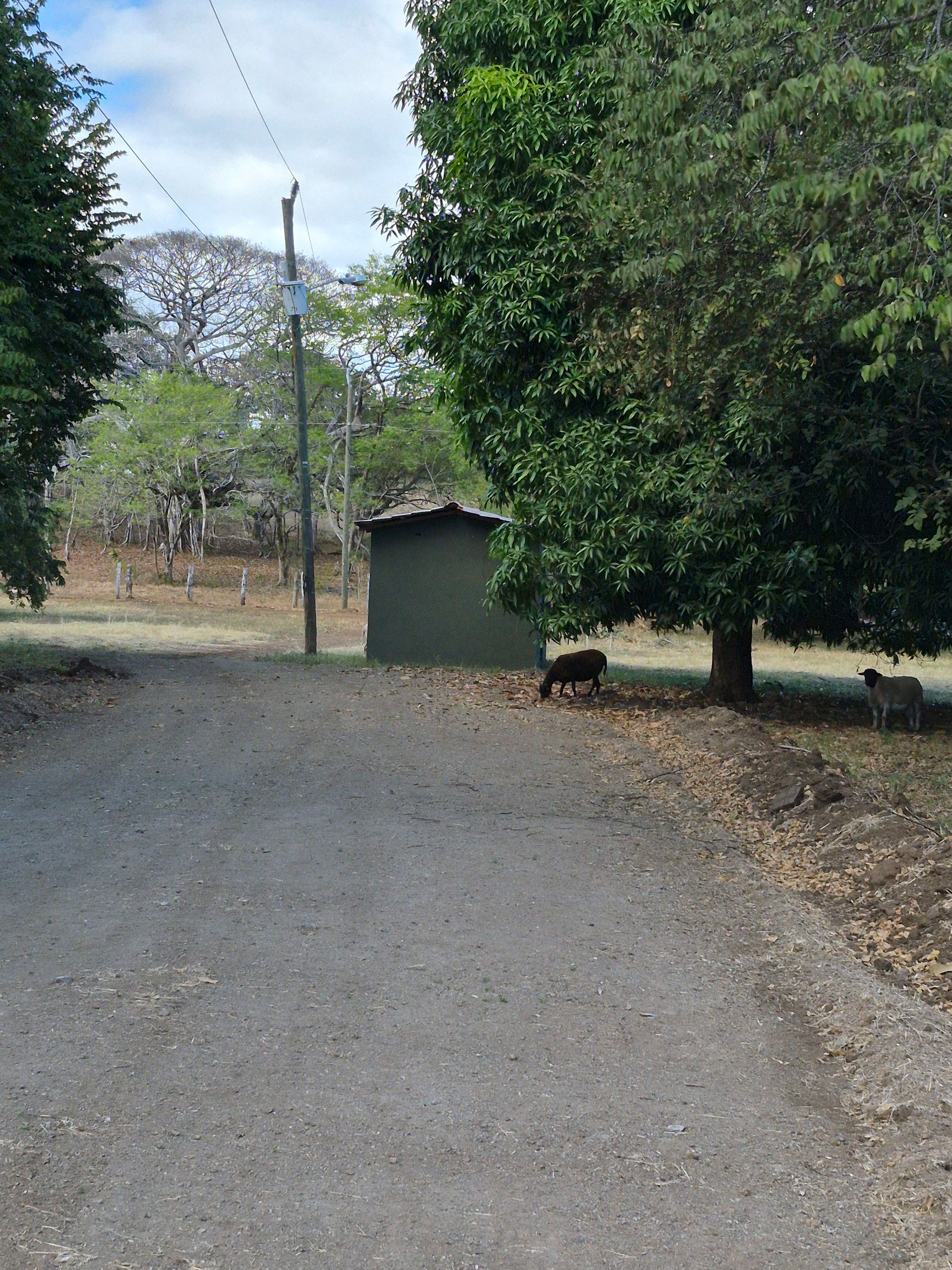 Gravel path leading to a small, green shed near trees. Two animals rest under a tree.