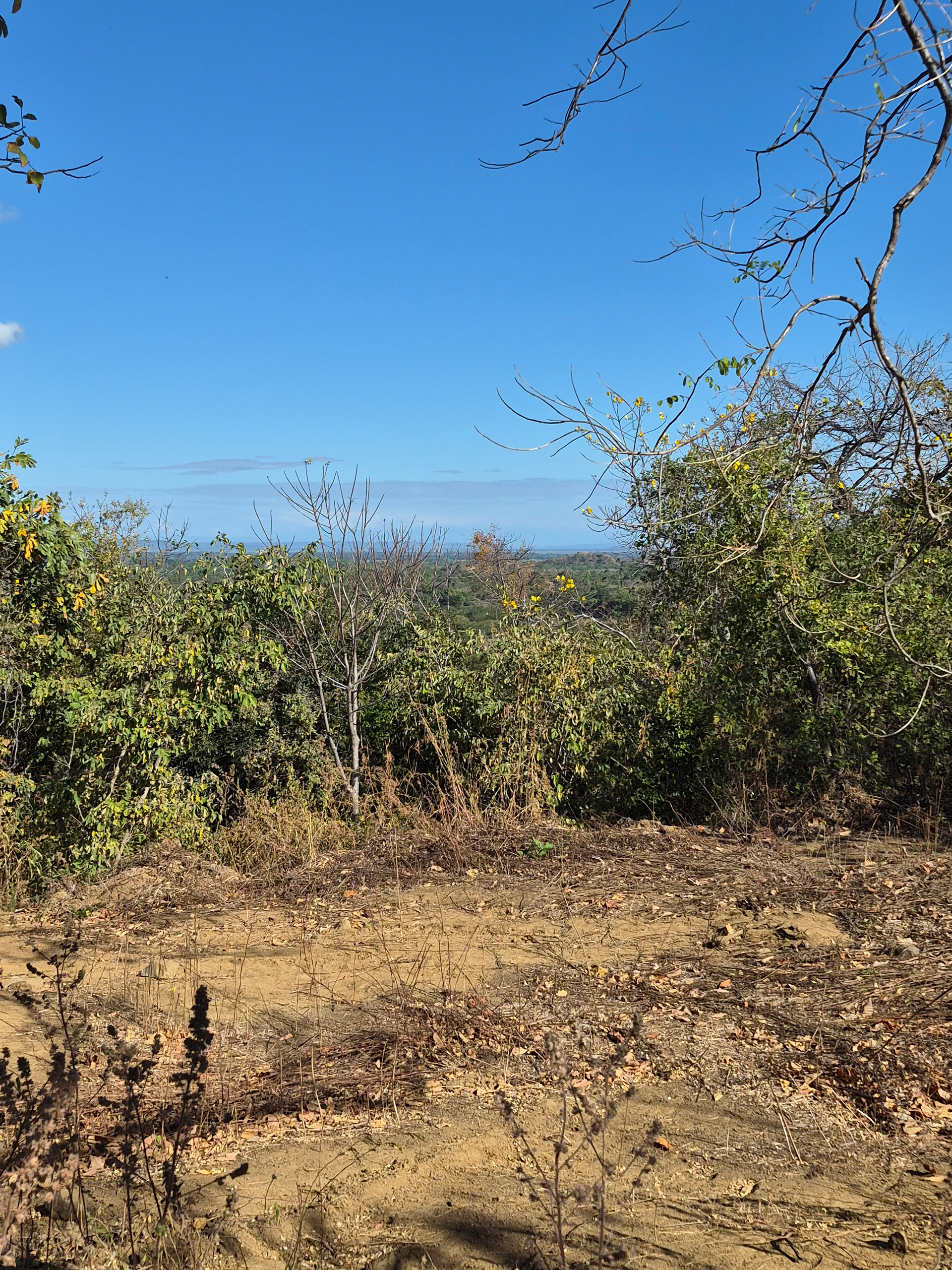 View of green foliage and brown ground under a bright blue sky.