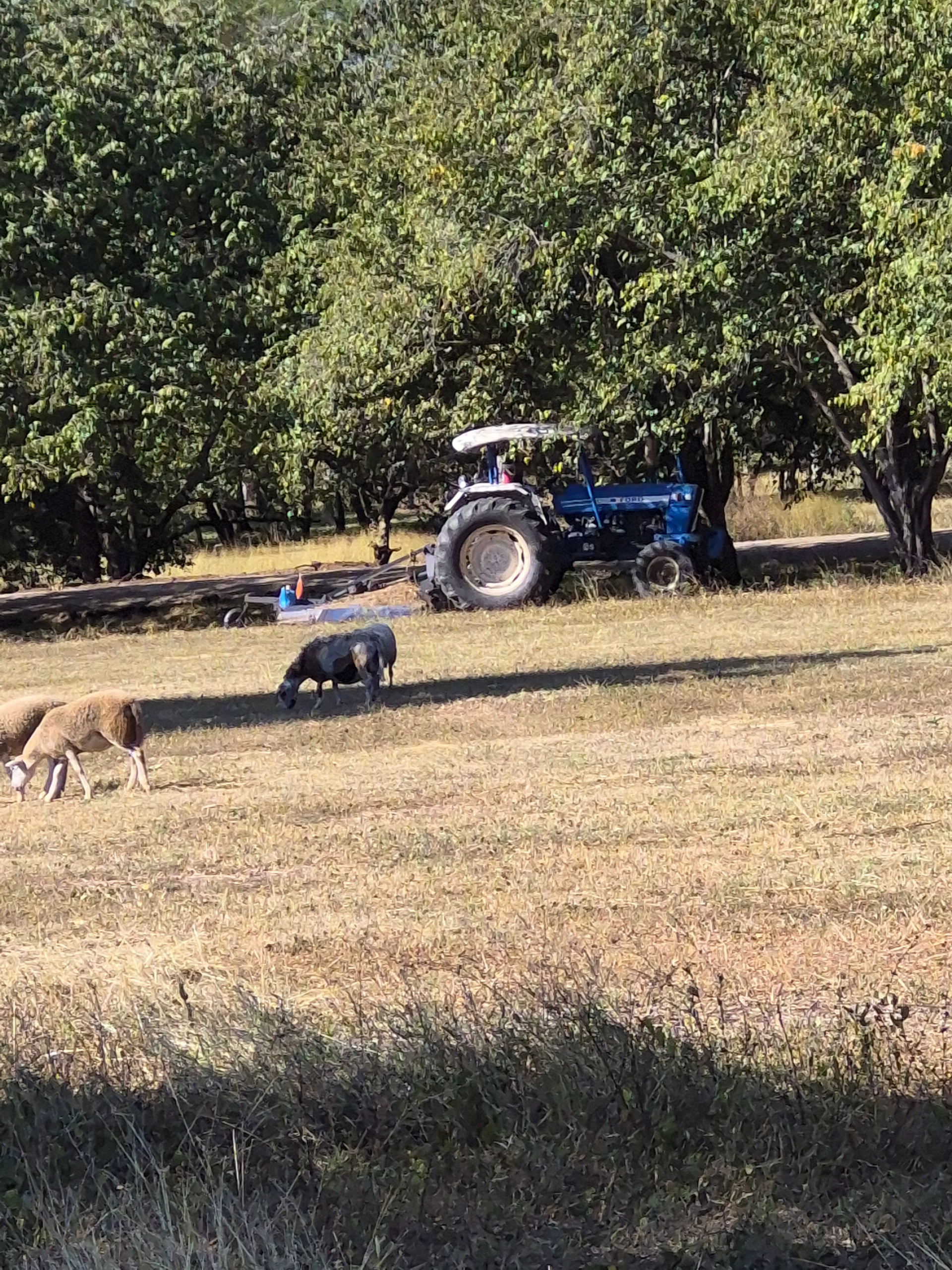 Sheep graze in a dry field, a blue tractor parked near trees.