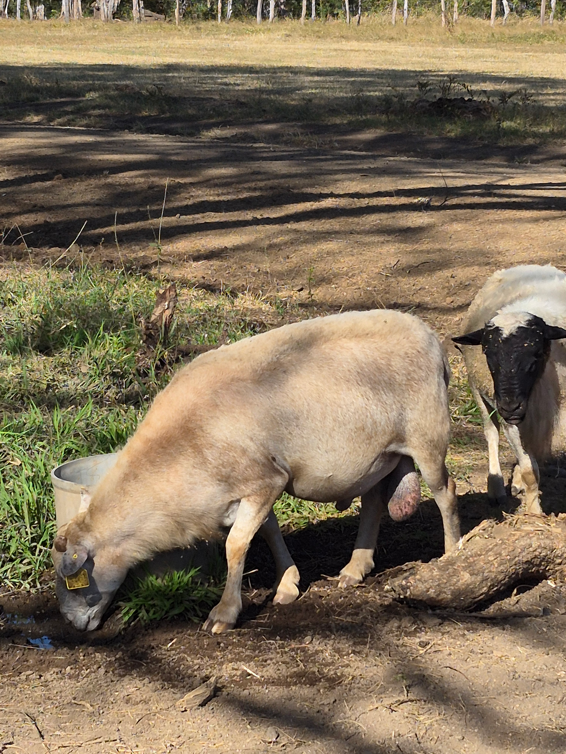 Sheep grazing near dirt and grass, another sheep visible on the right.