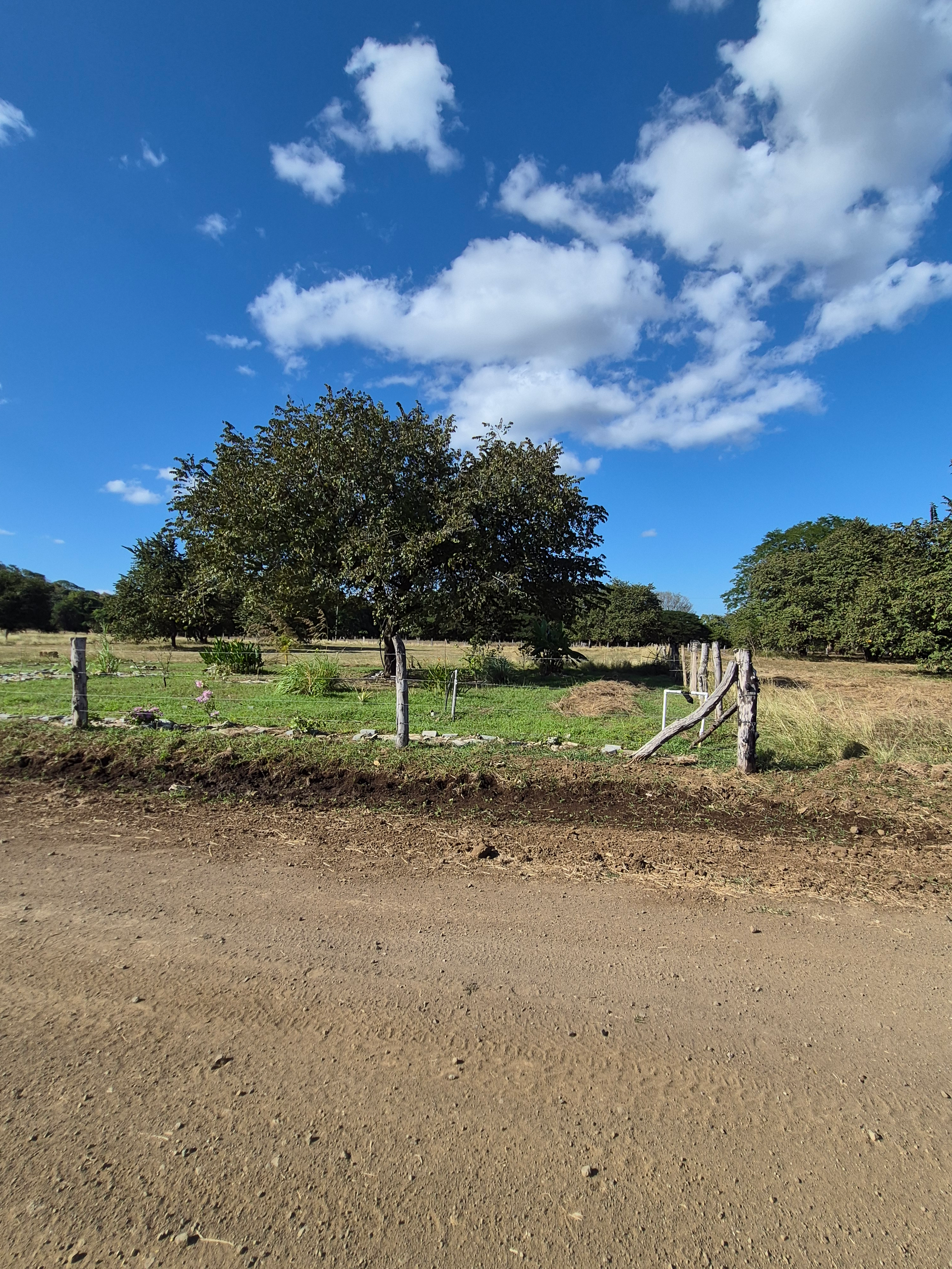 Dirt road leads to a grassy field with trees under a blue sky with clouds. Wooden fence in the foreground.