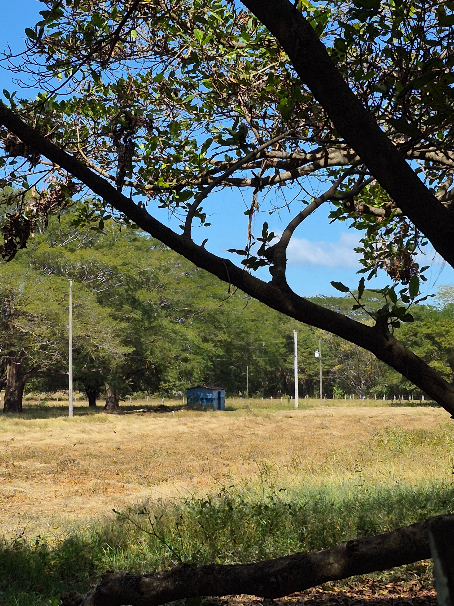A sunny field with dry grass and a distant blue vehicle, framed by tree branches and green trees against a blue sky.