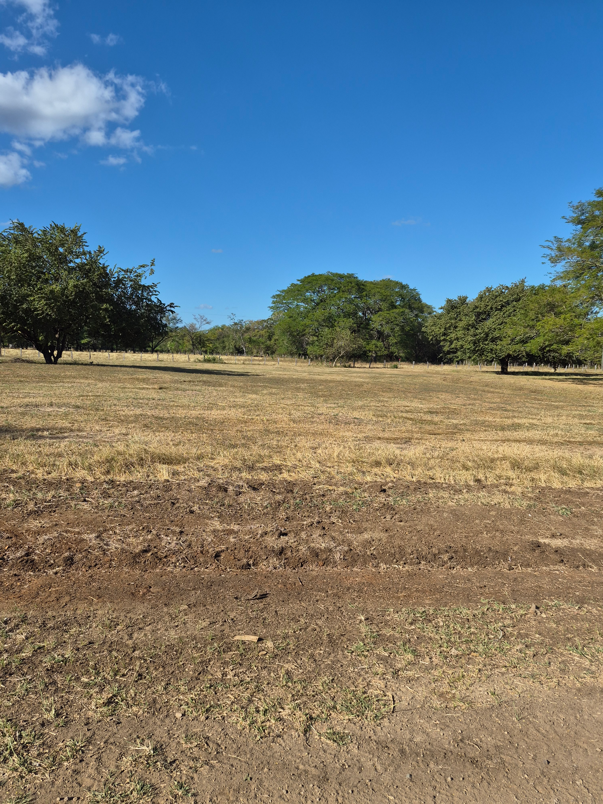 Dry field with scattered trees under a bright blue sky.
