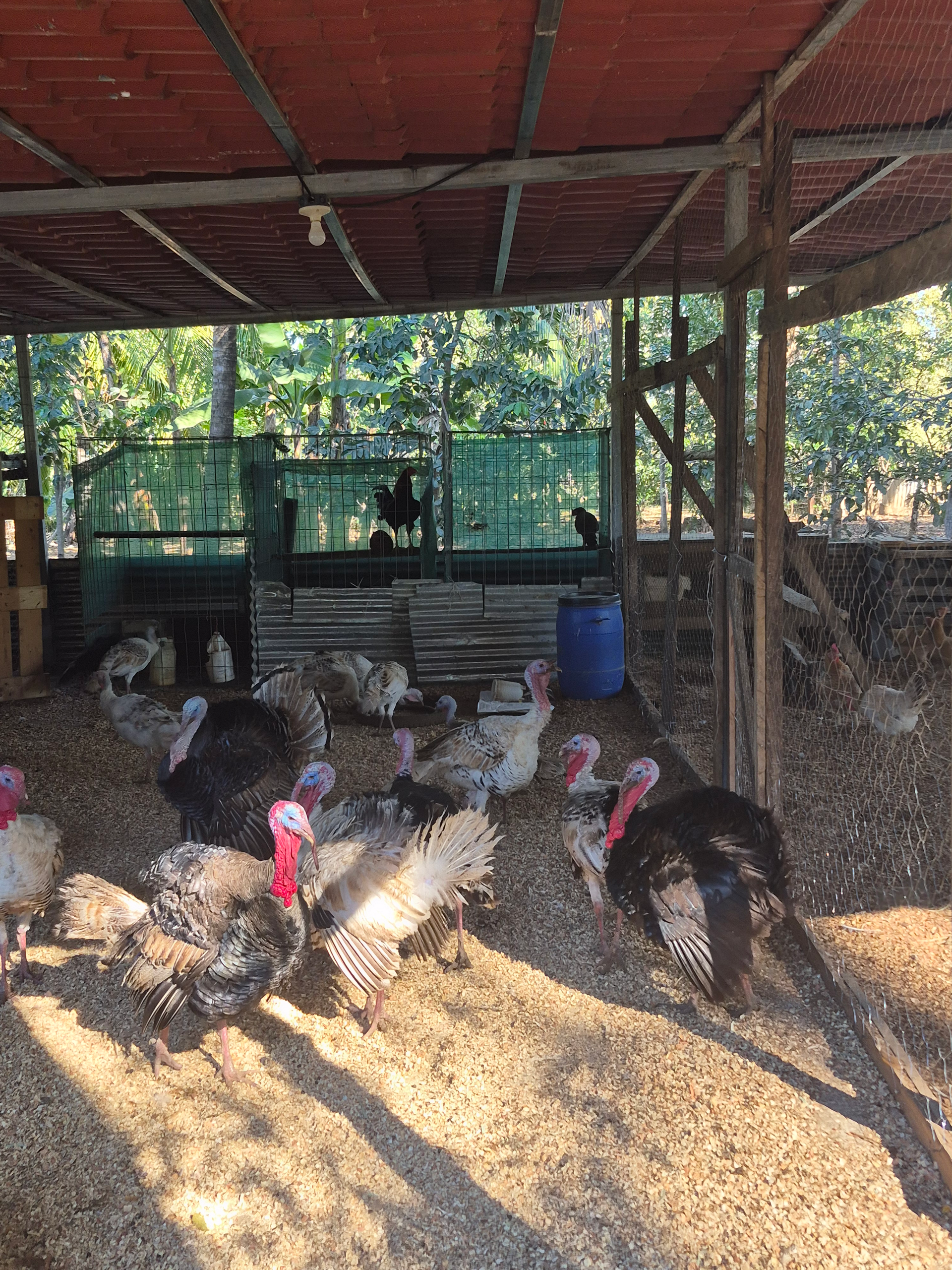 Turkeys in a pen under a shaded roof. They stand on wood shavings, some with red wattles.