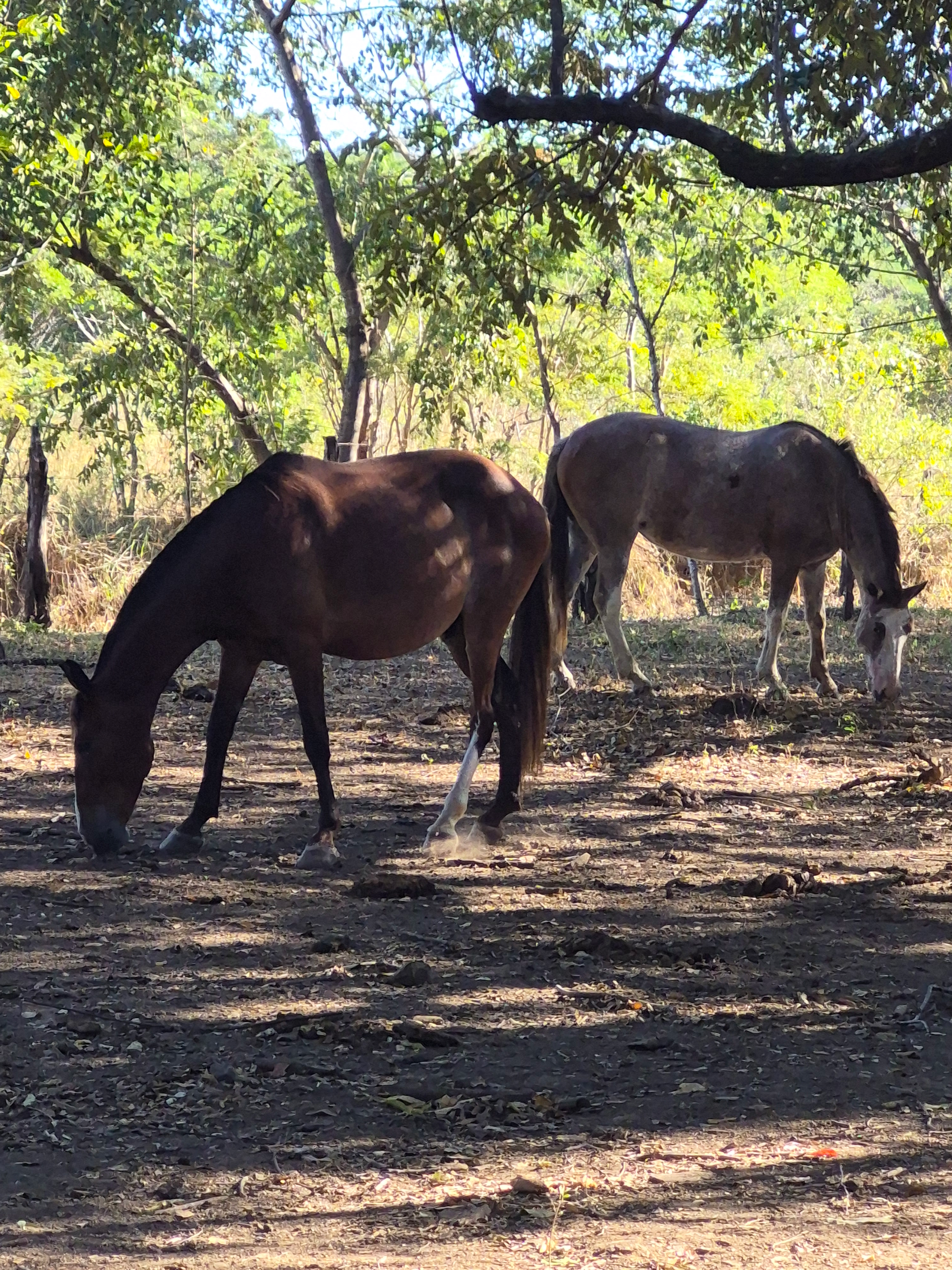 Two horses grazing under a canopy of trees in a sunlit area. One is brown, the other tan.