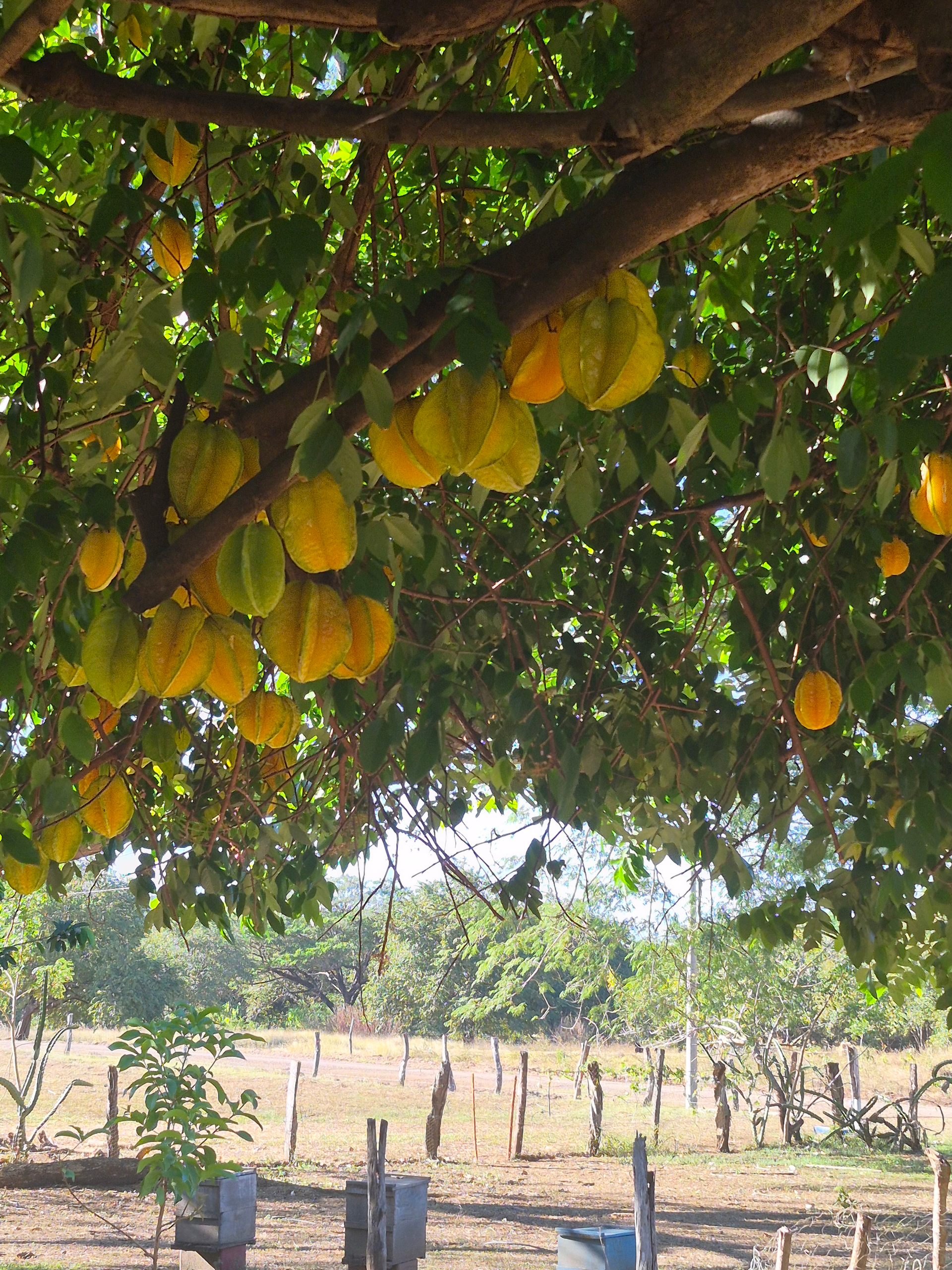 Starfruit tree laden with yellow fruit, set against a rural landscape with fence and trees.