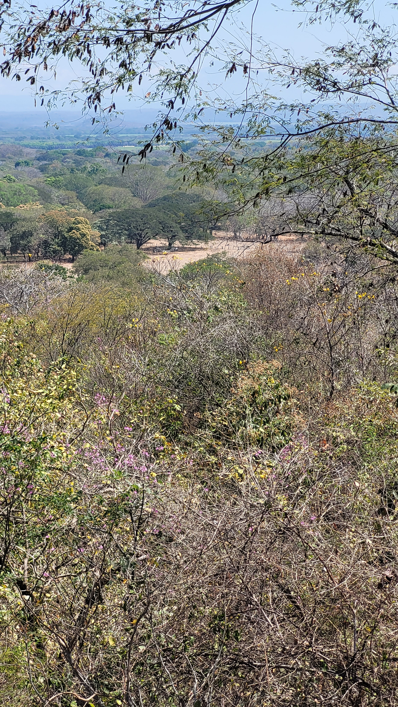 View of a forest from a high vantage point, with trees and foliage dominating the scene.
