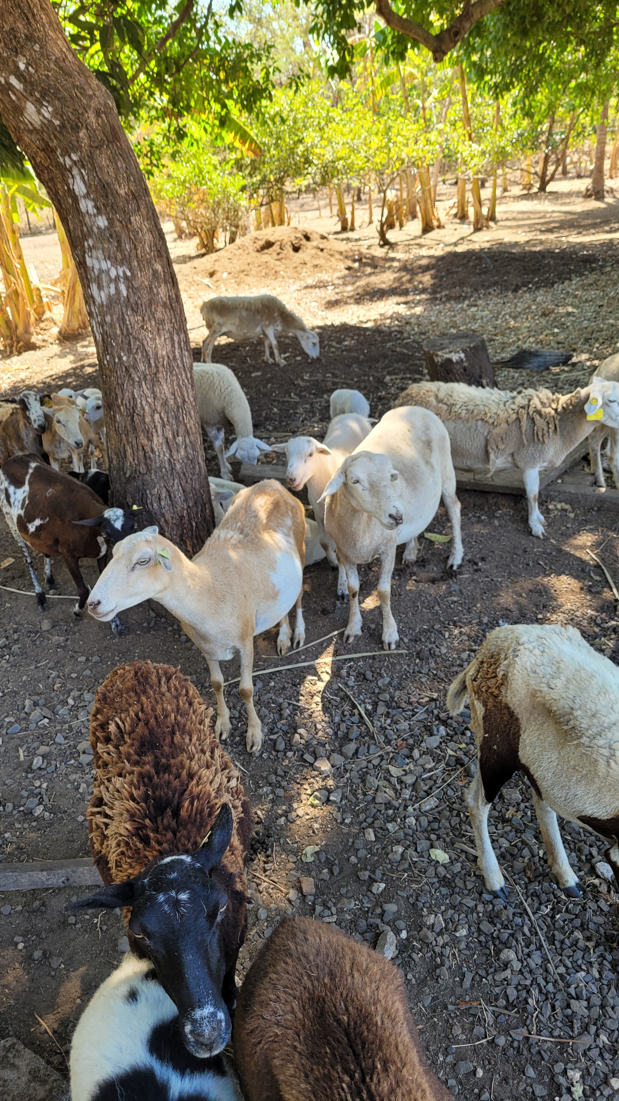 Flock of sheep and goats gathered under a tree, grazing in a sunny, wooded area.