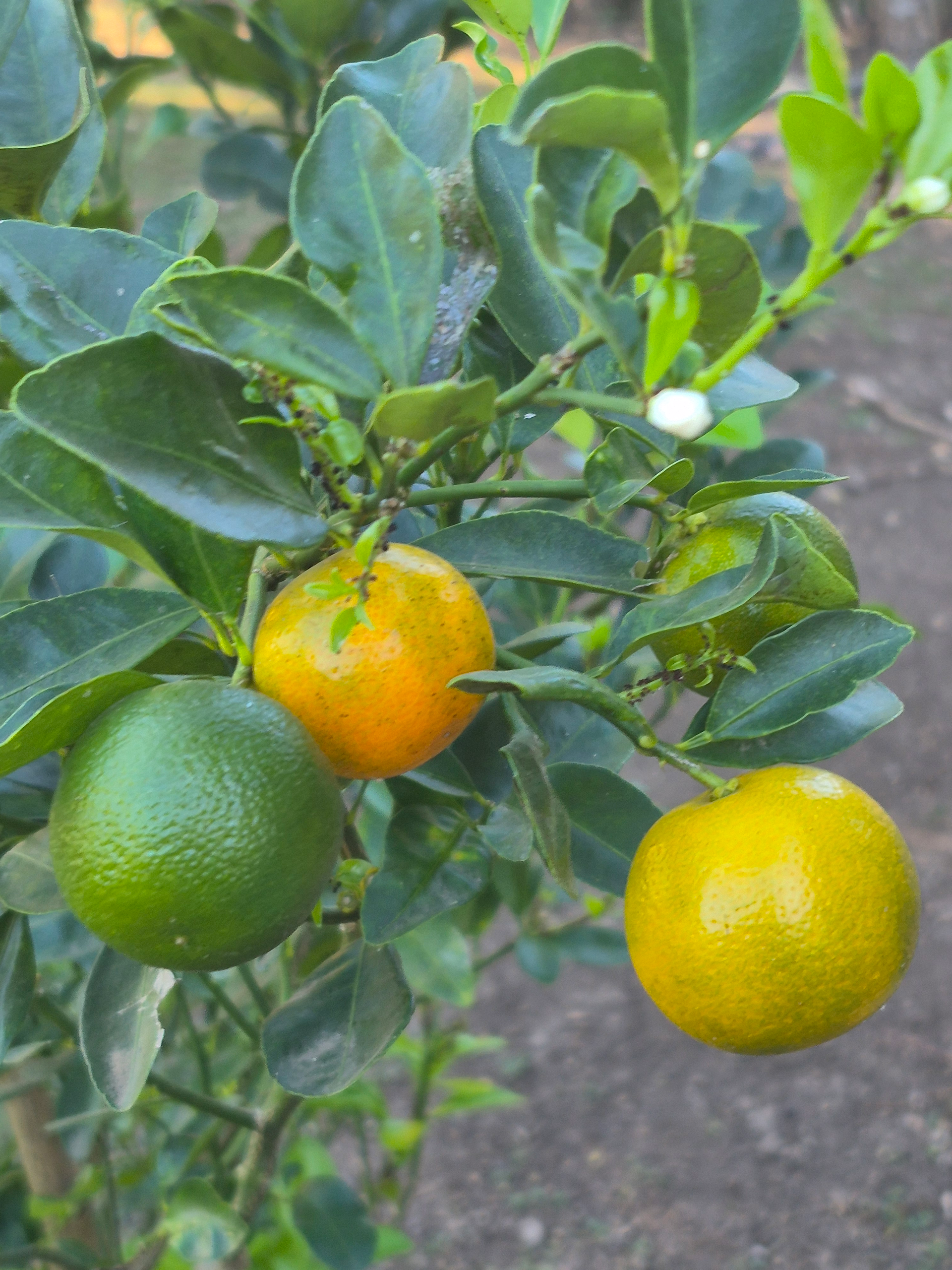 Citrus tree with green and yellow-orange fruit.