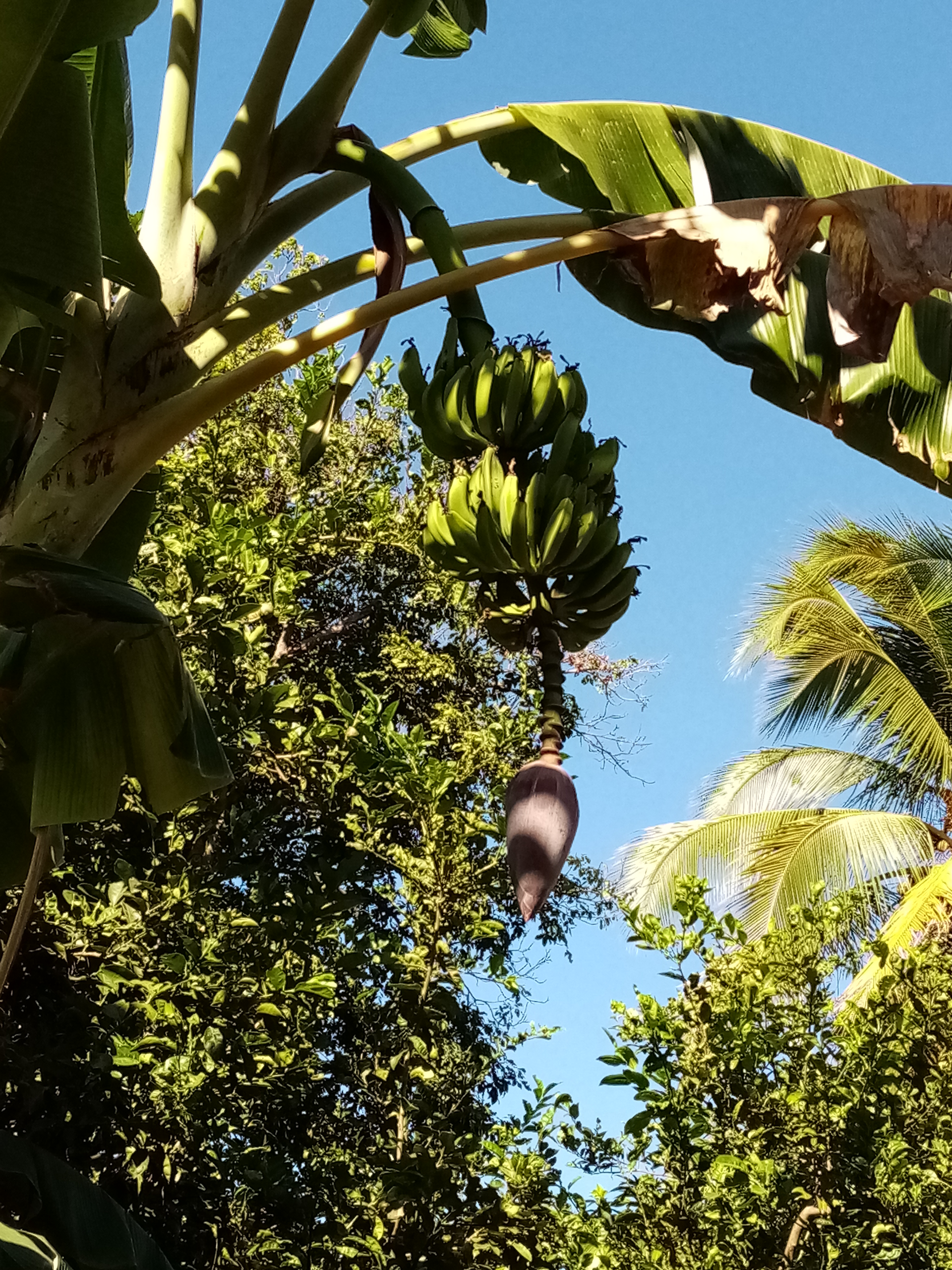 Banana tree with green bananas hanging from it, purple flower in the foreground, blue sky in background.
