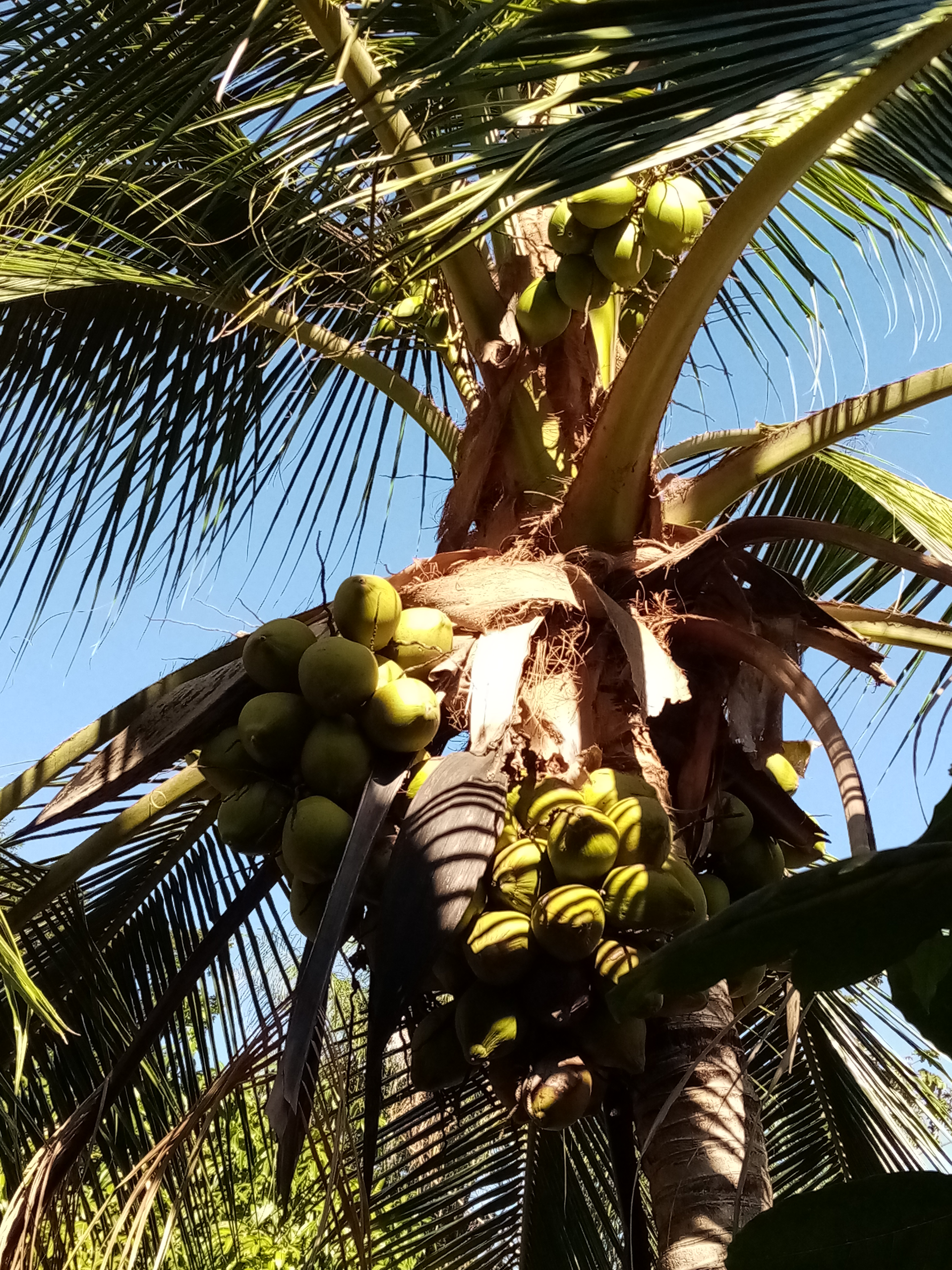 Coconut palm tree laden with green coconuts against a blue sky.