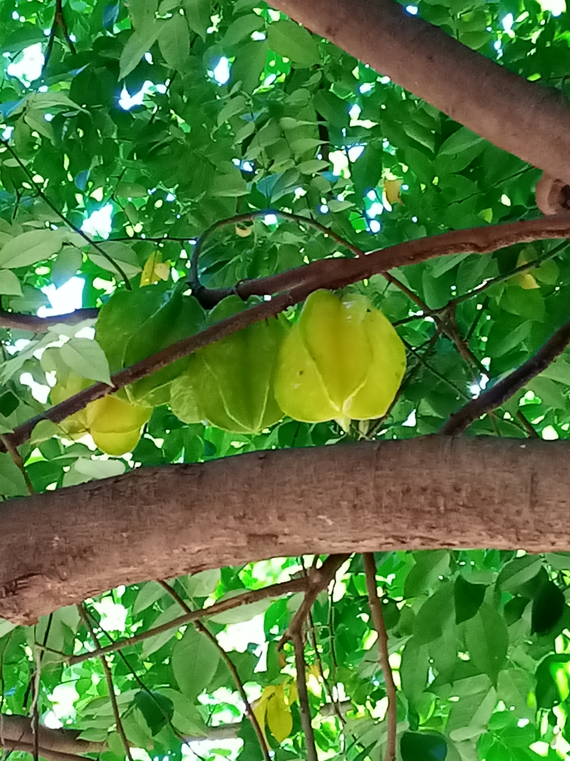Starfruit hanging from a tree branch, with green leaves and a blurred background.