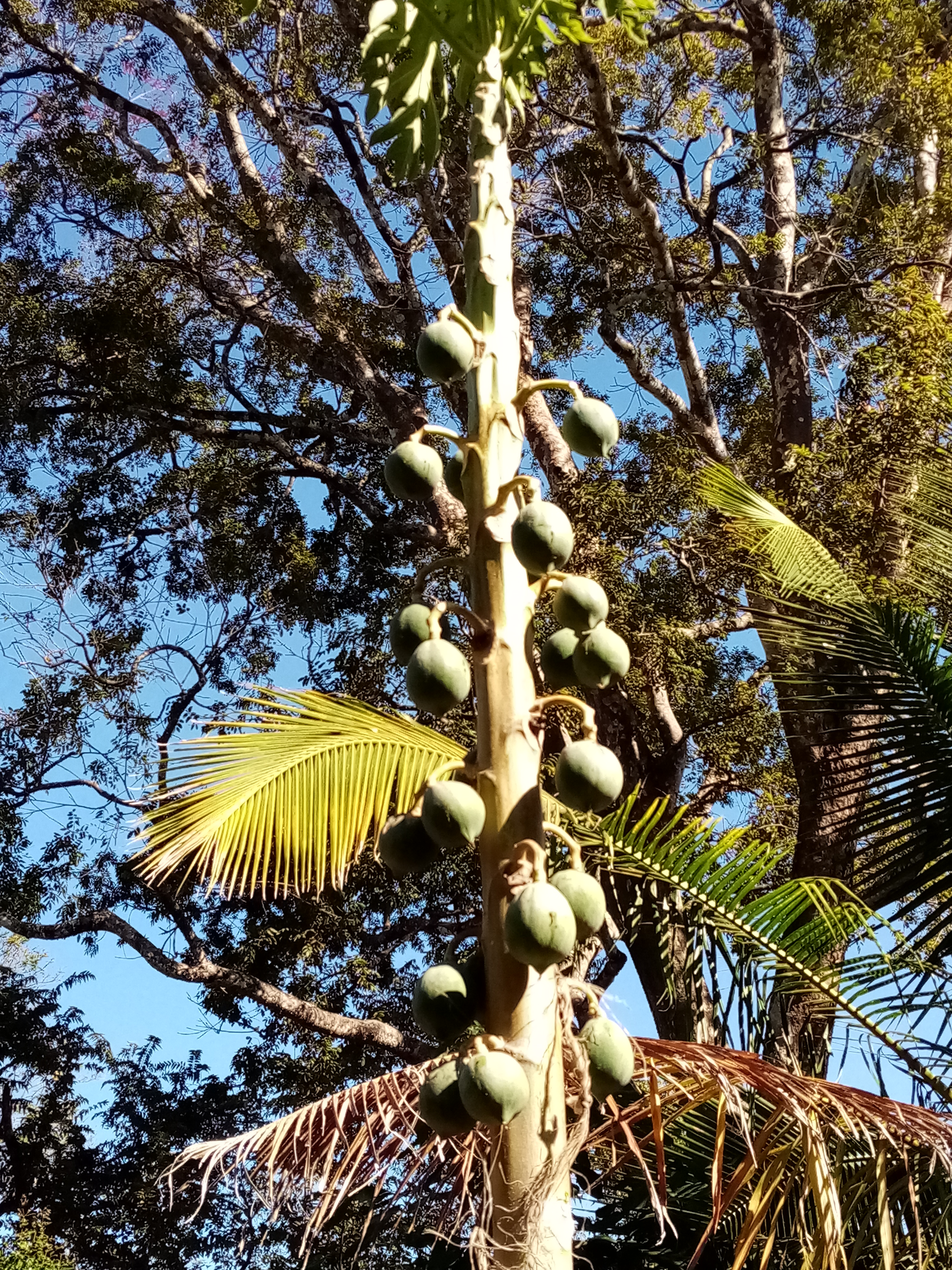 Papaya tree laden with unripe green fruit, set against a backdrop of trees and blue sky.