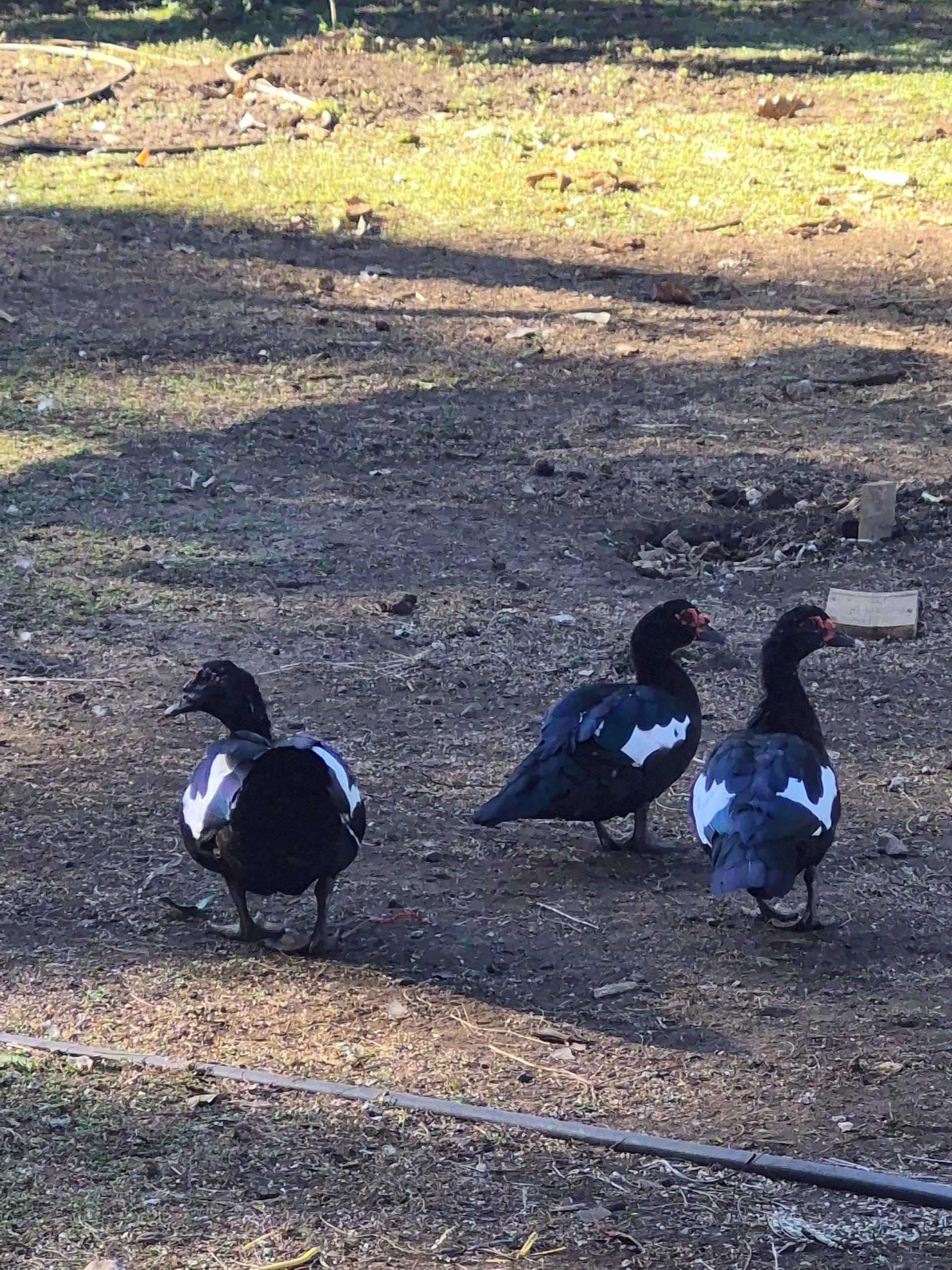 Three black and white Muscovy ducks standing on dirt in a sunny outdoor area.