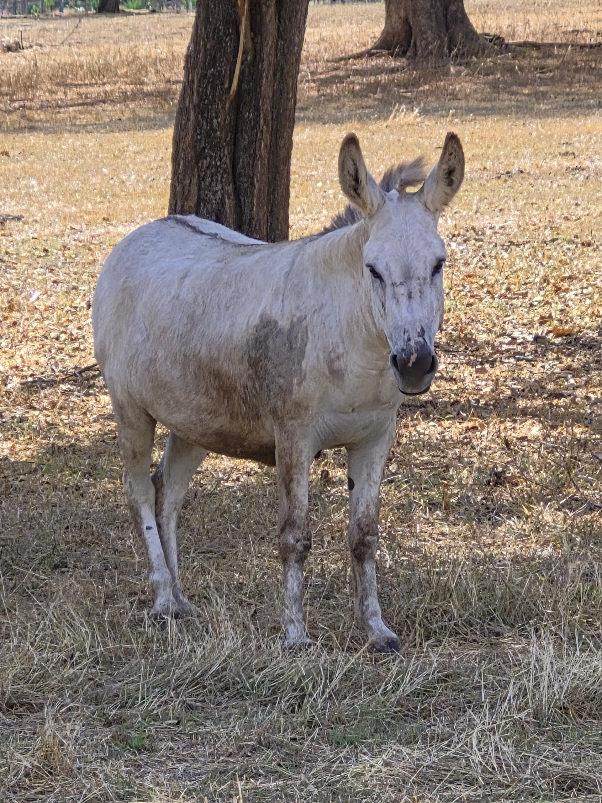 Donkey with dusty white coat stands in a dry, grassy field near a tree.