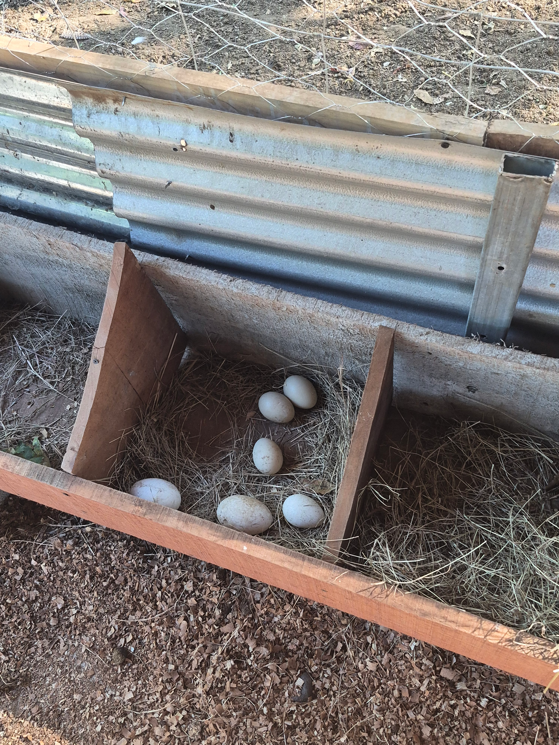 A wooden nesting box with several tan eggs inside, set against a corrugated metal wall.