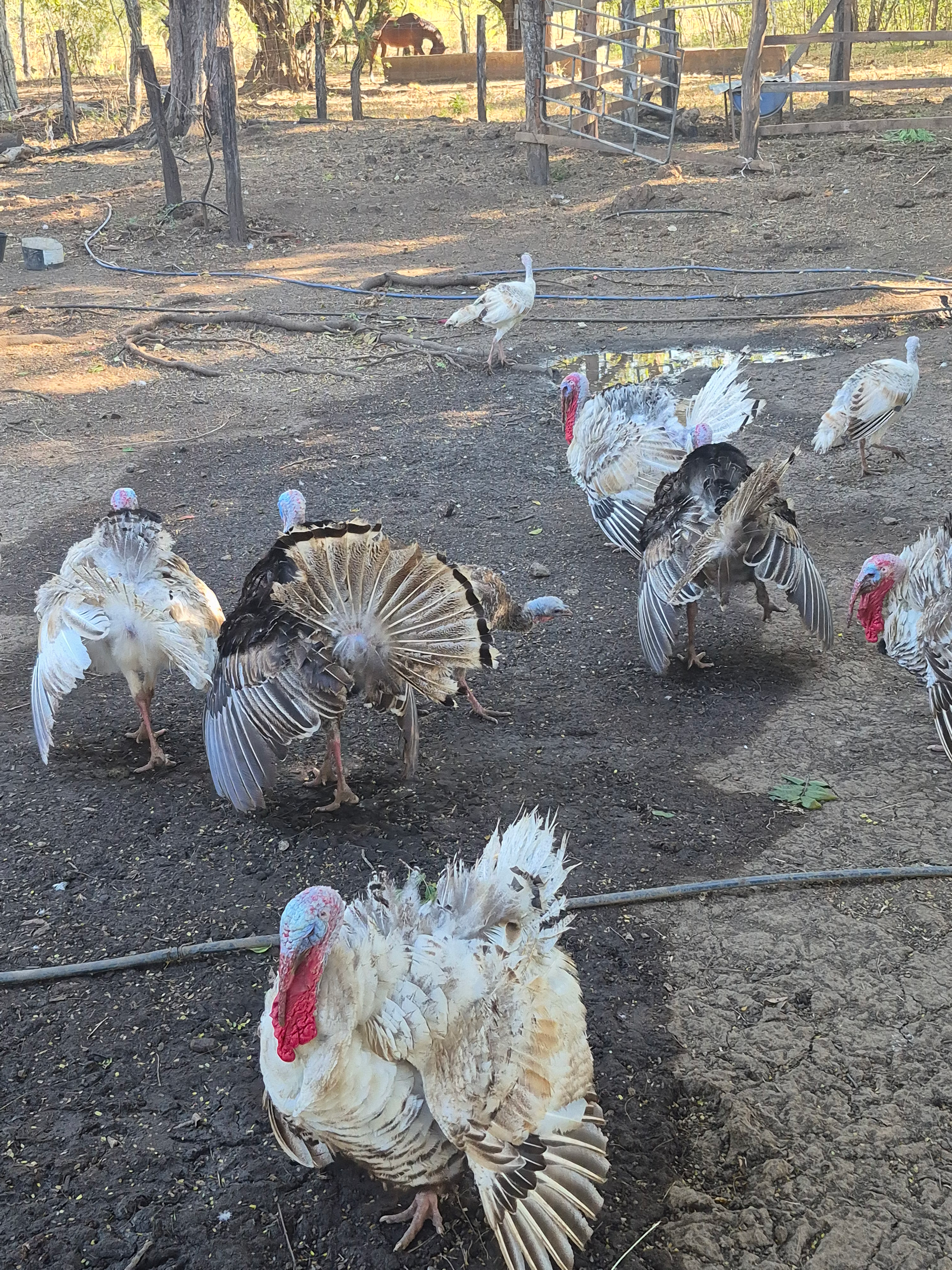 Group of turkeys with mottled white, brown, and black feathers, on dirt ground, near trees.