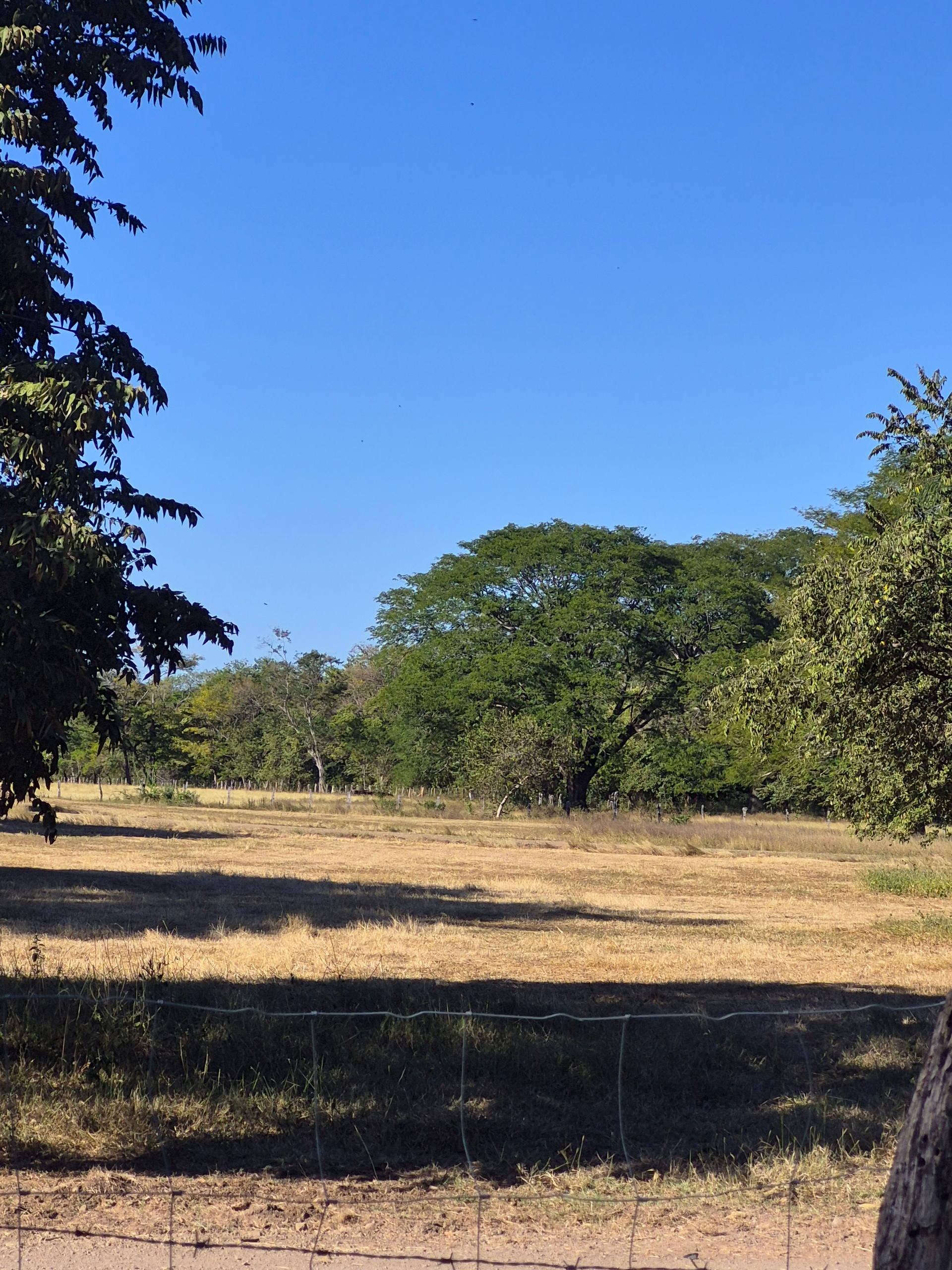 Field with dry grass, trees, and a clear blue sky.