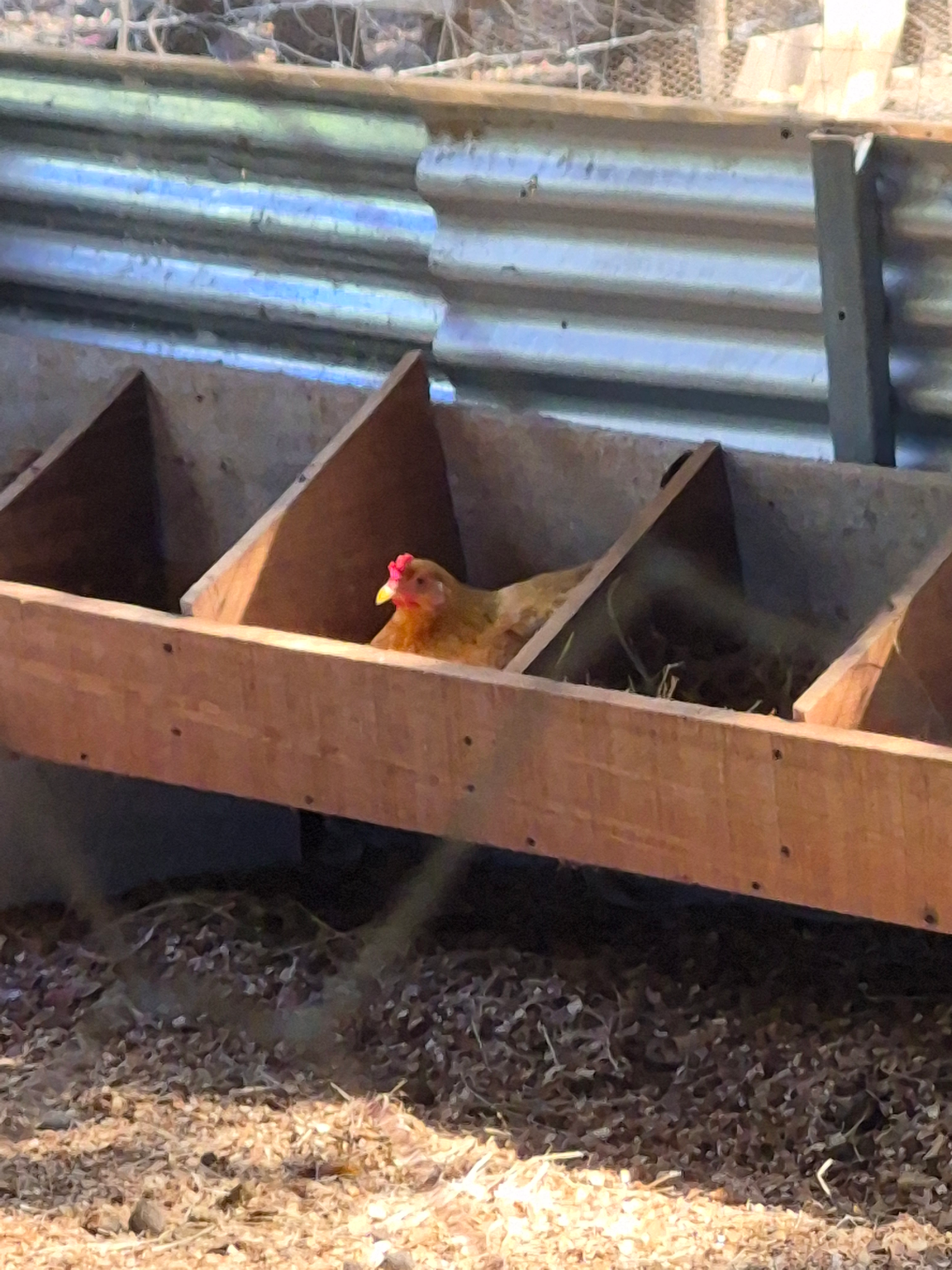 Chicken in a wooden nesting box, inside a coop.