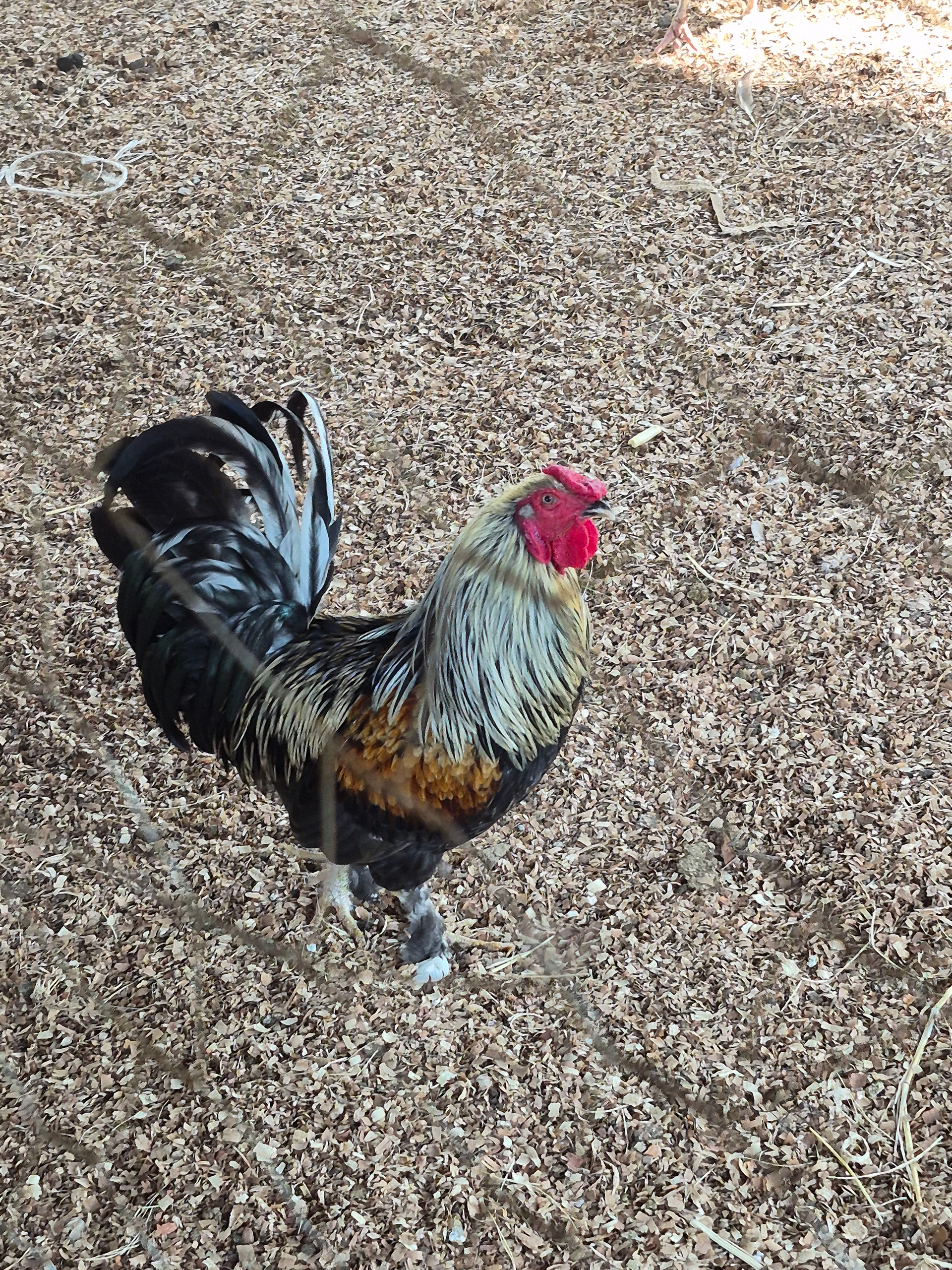 Rooster with black, gold, and silver feathers, red comb, and white legs stands on wood chips.